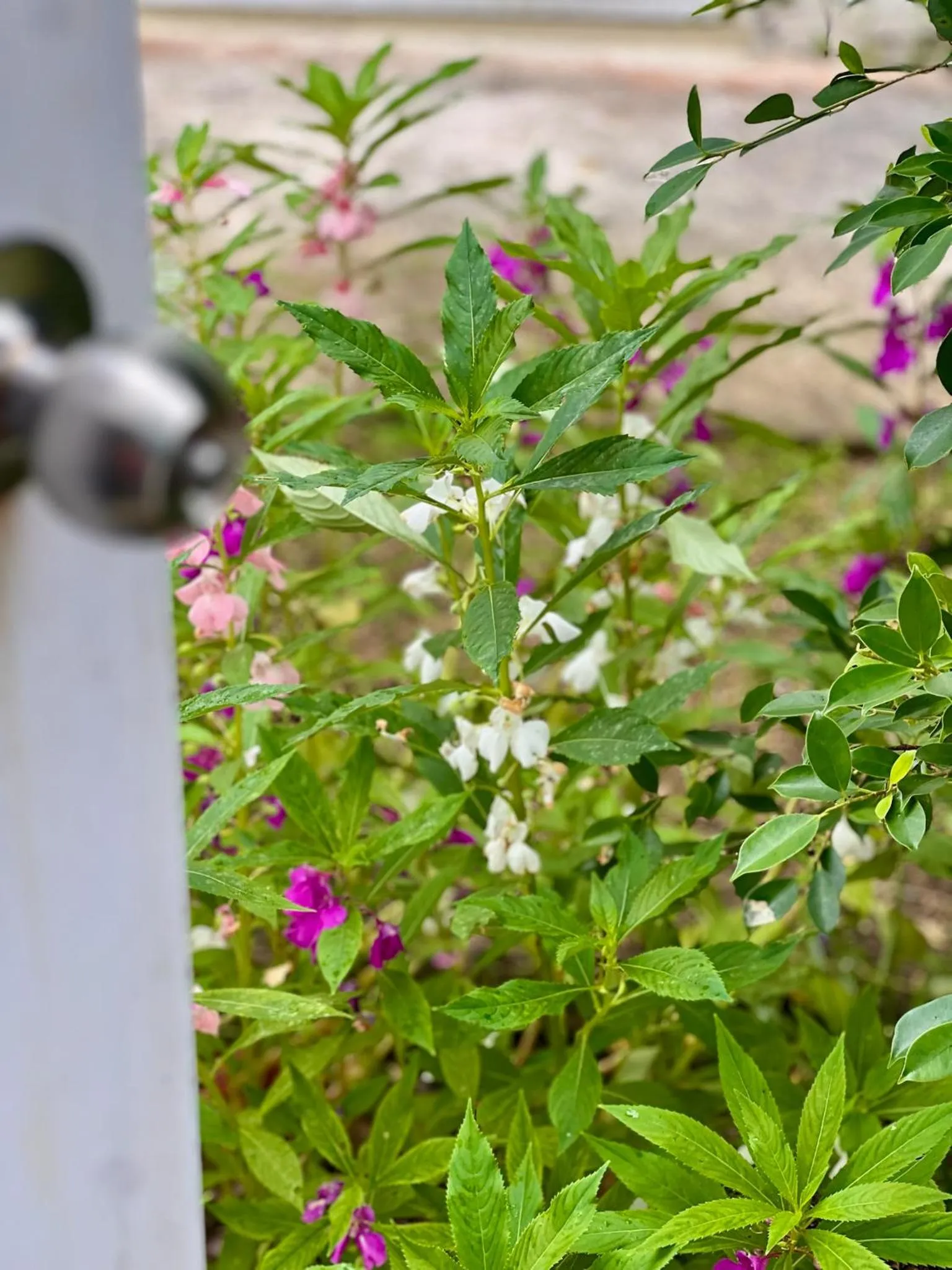 Garden view in The Canopy Krabi
