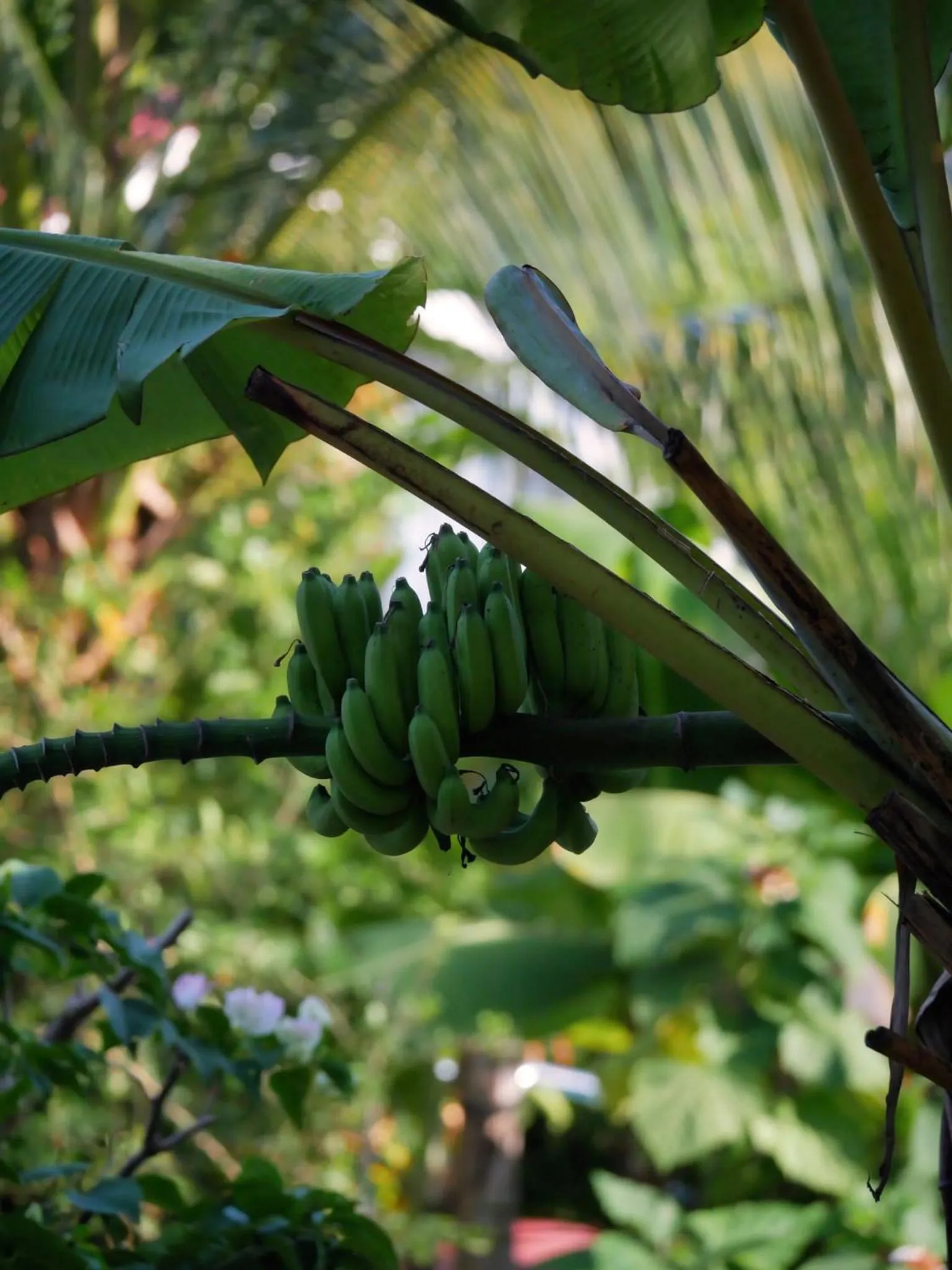 Day in The Canopy Krabi