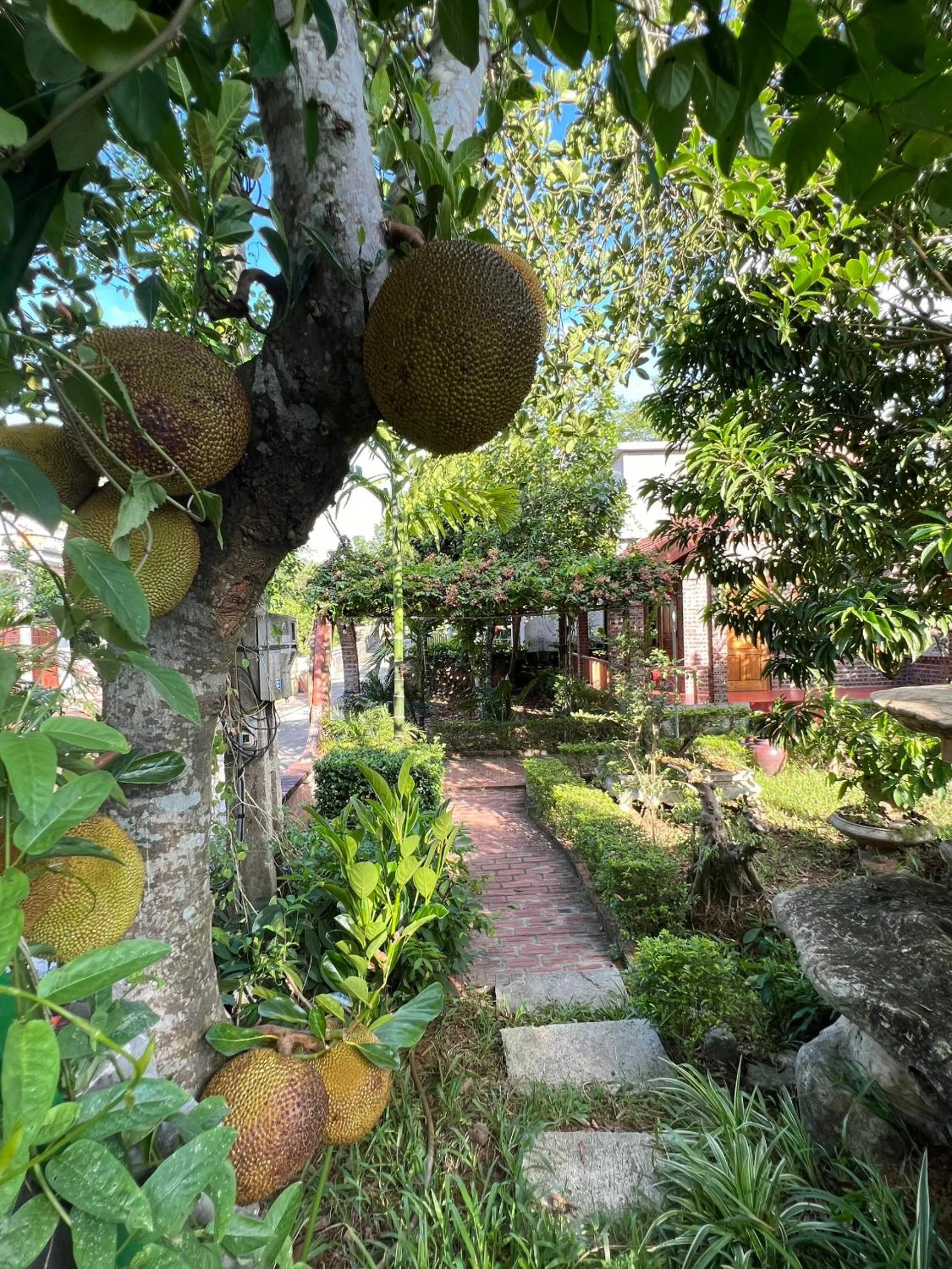 Garden in Ninh Binh Family Homestay