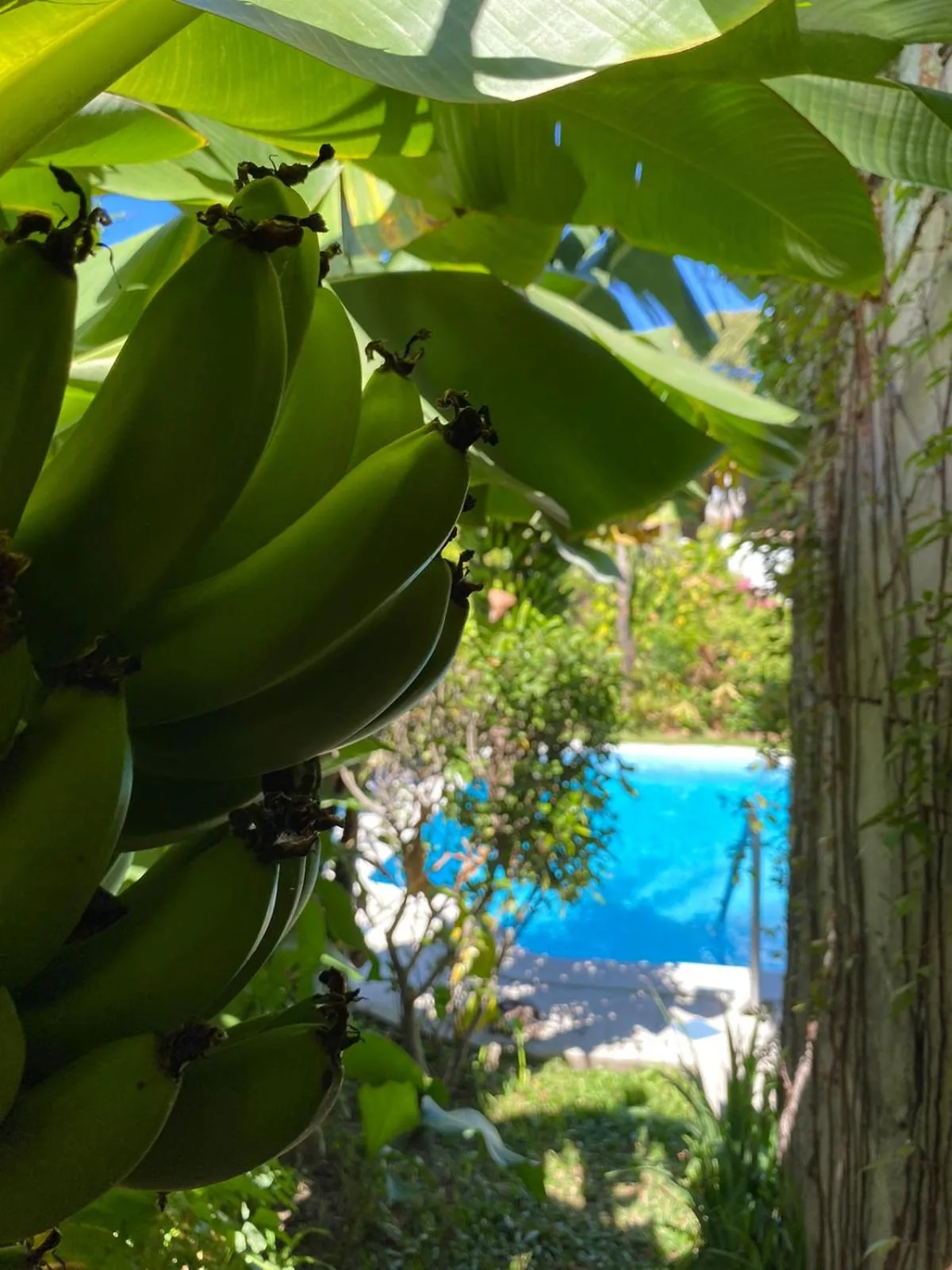 Swimming pool in Suites & Apartments San Benito - Zona Rosa