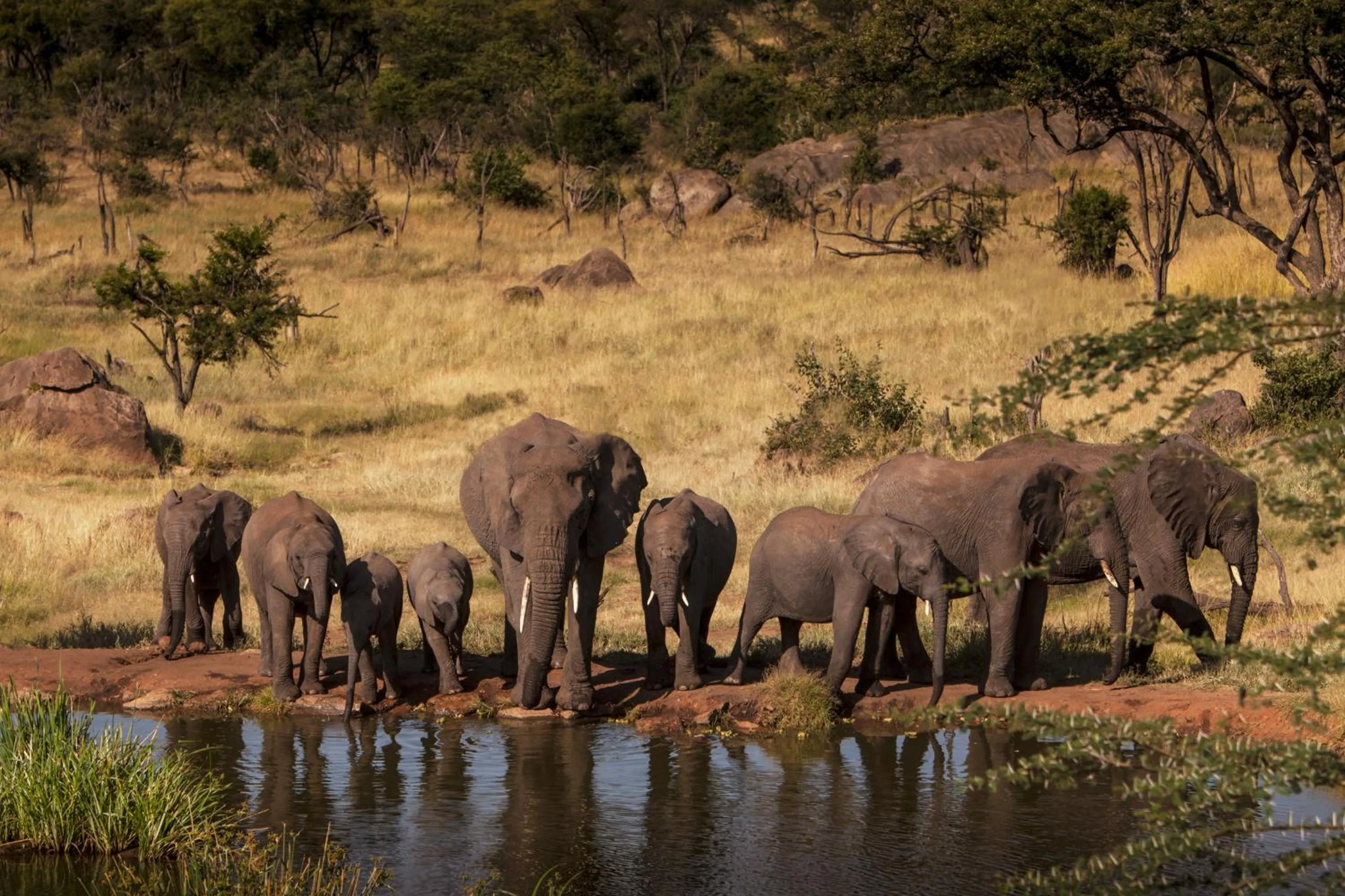 View (from property/room) in Four Seasons Safari Lodge Serengeti