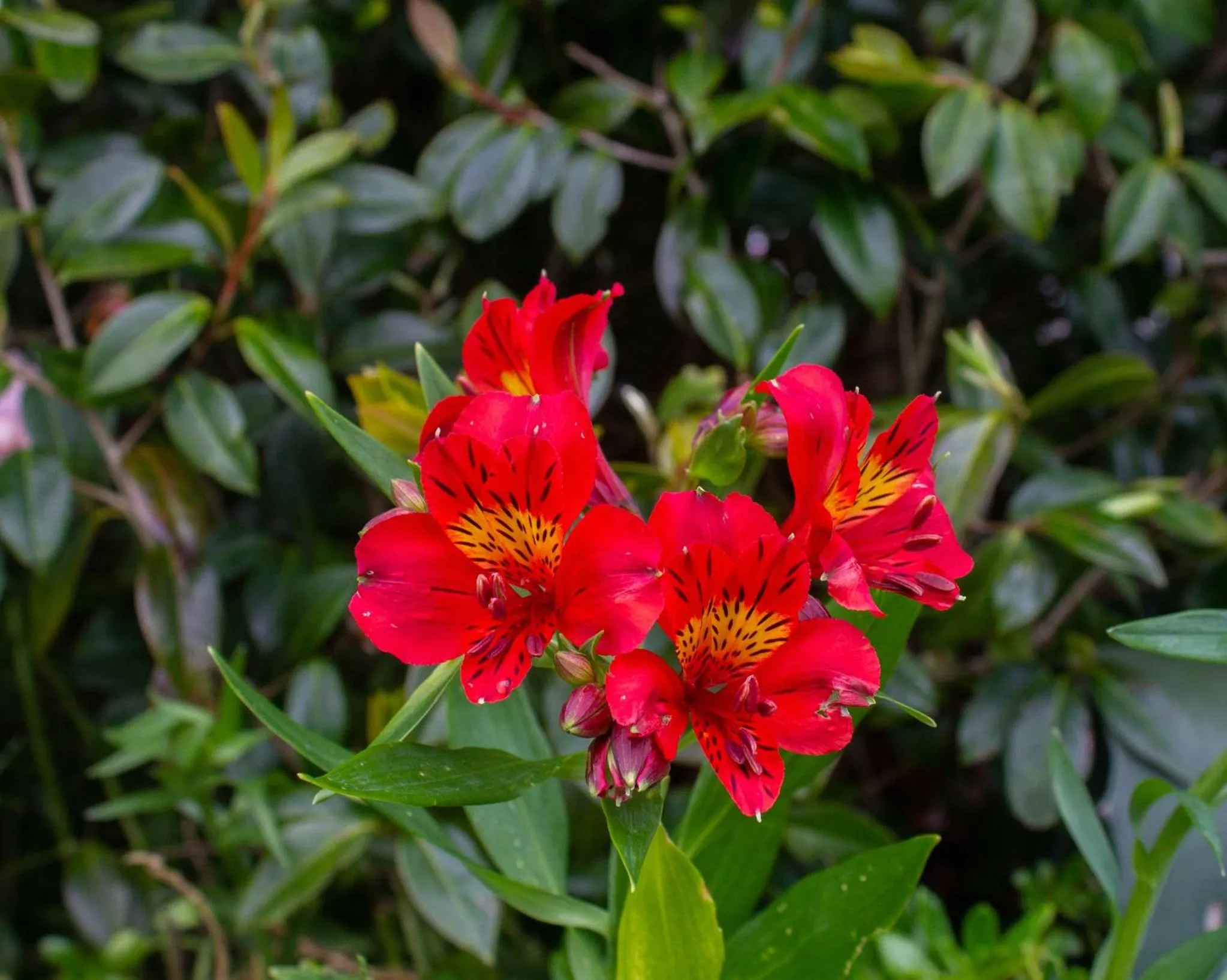 Garden view in Palm Motel Waihi