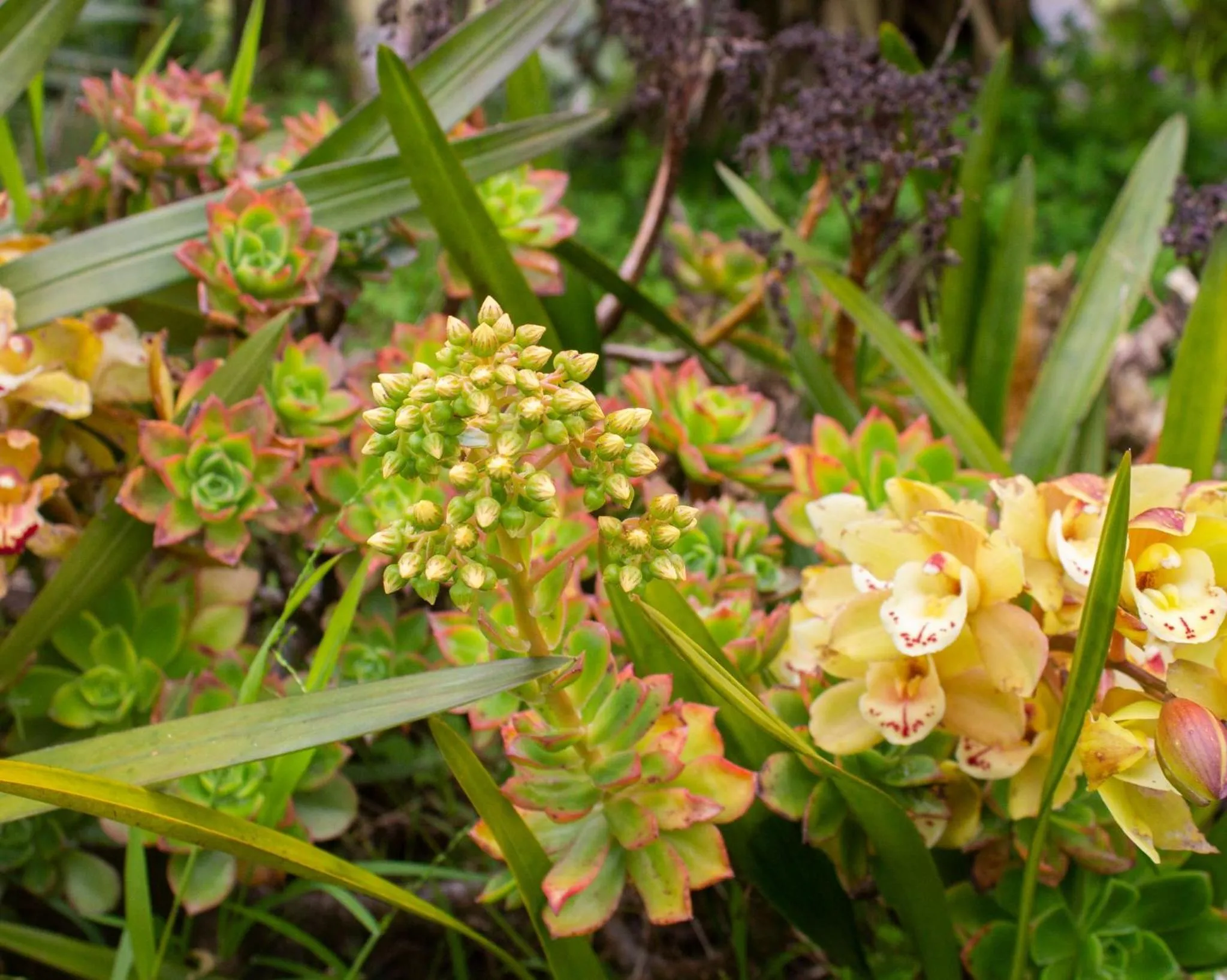 Garden view in Palm Motel Waihi
