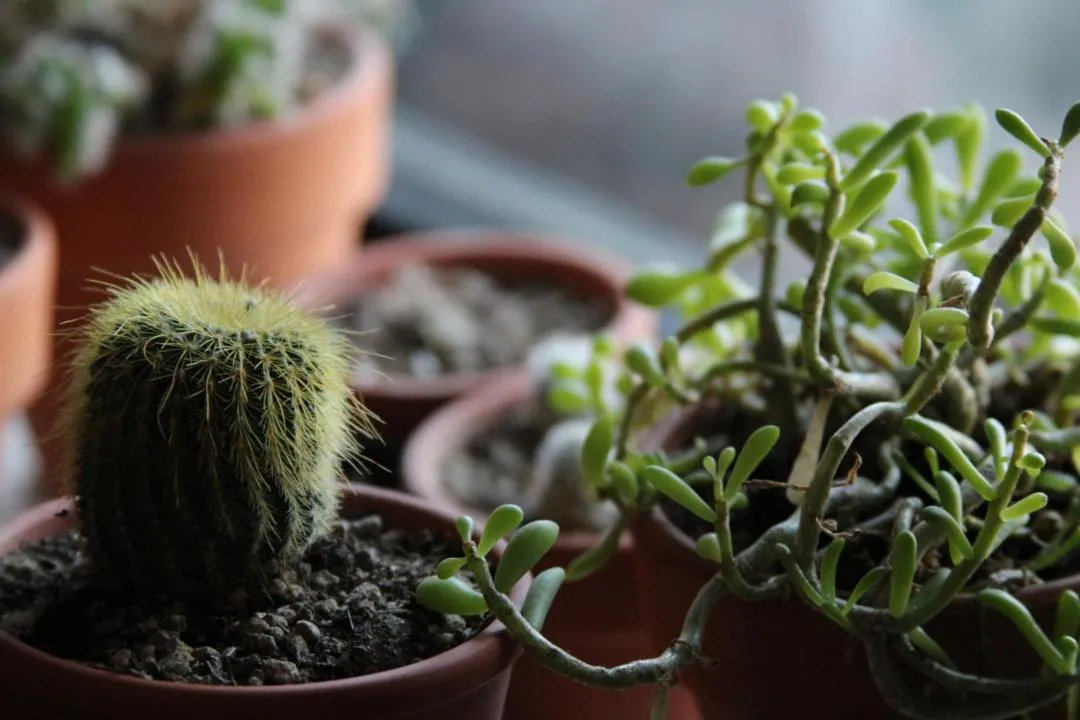 Property building in Ashland Commons Hostel