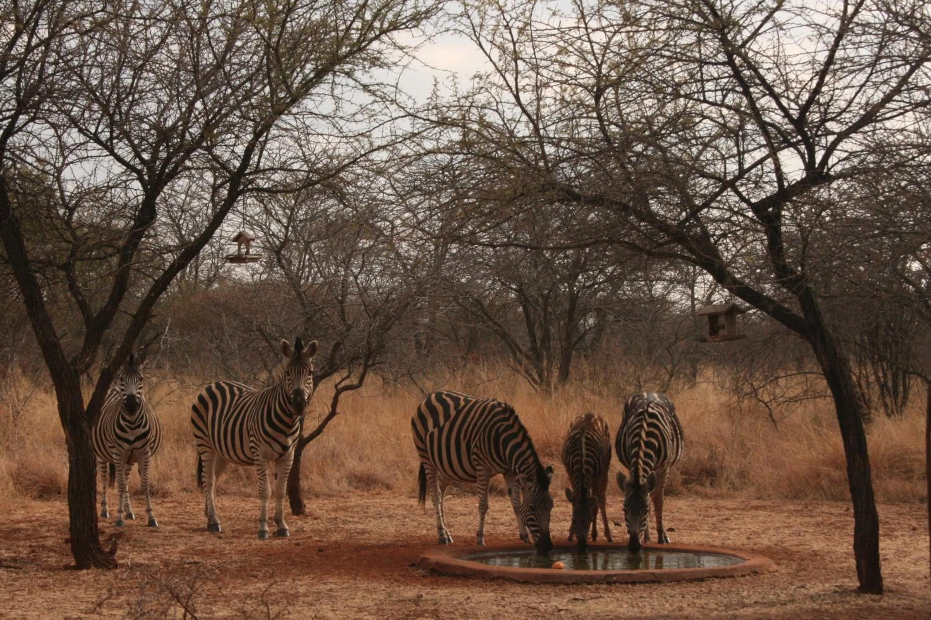 Animals in Makhato 84 Bush Lodge