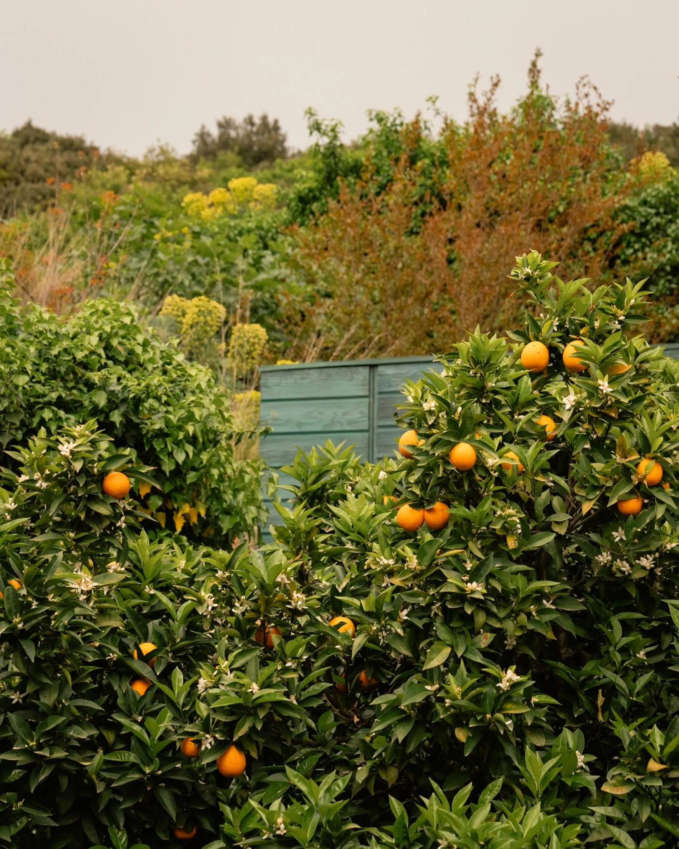 Spring in Klinci Village Resort