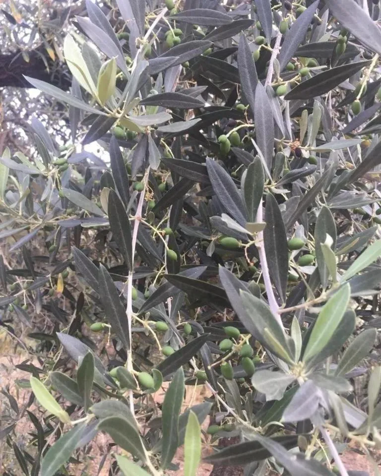 Restaurant/places to eat in La Giara B&B