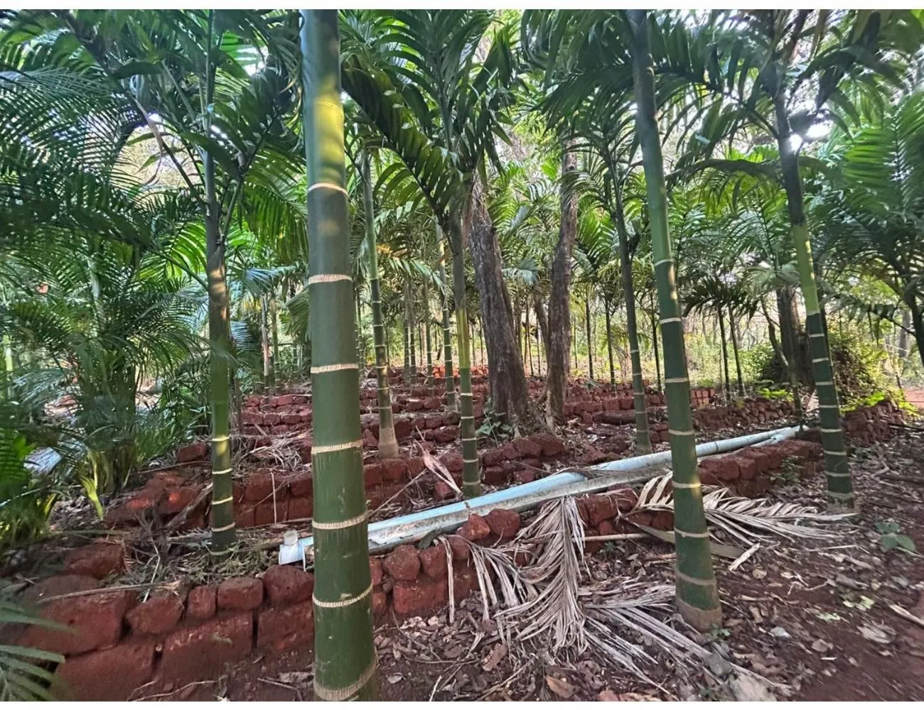 Garden view in The Earthen Nest Resort, Canacona, Goa