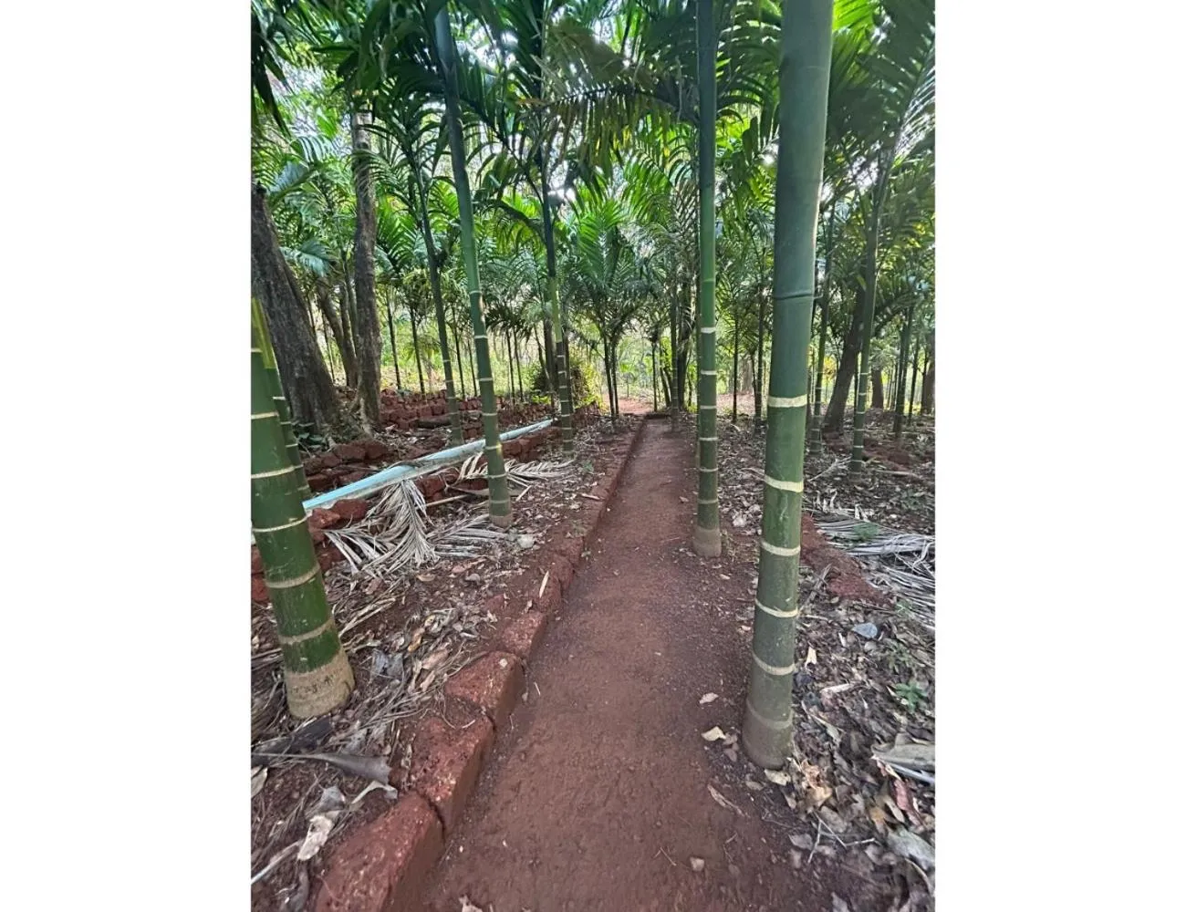 Garden in The Earthen Nest Resort, Canacona, Goa