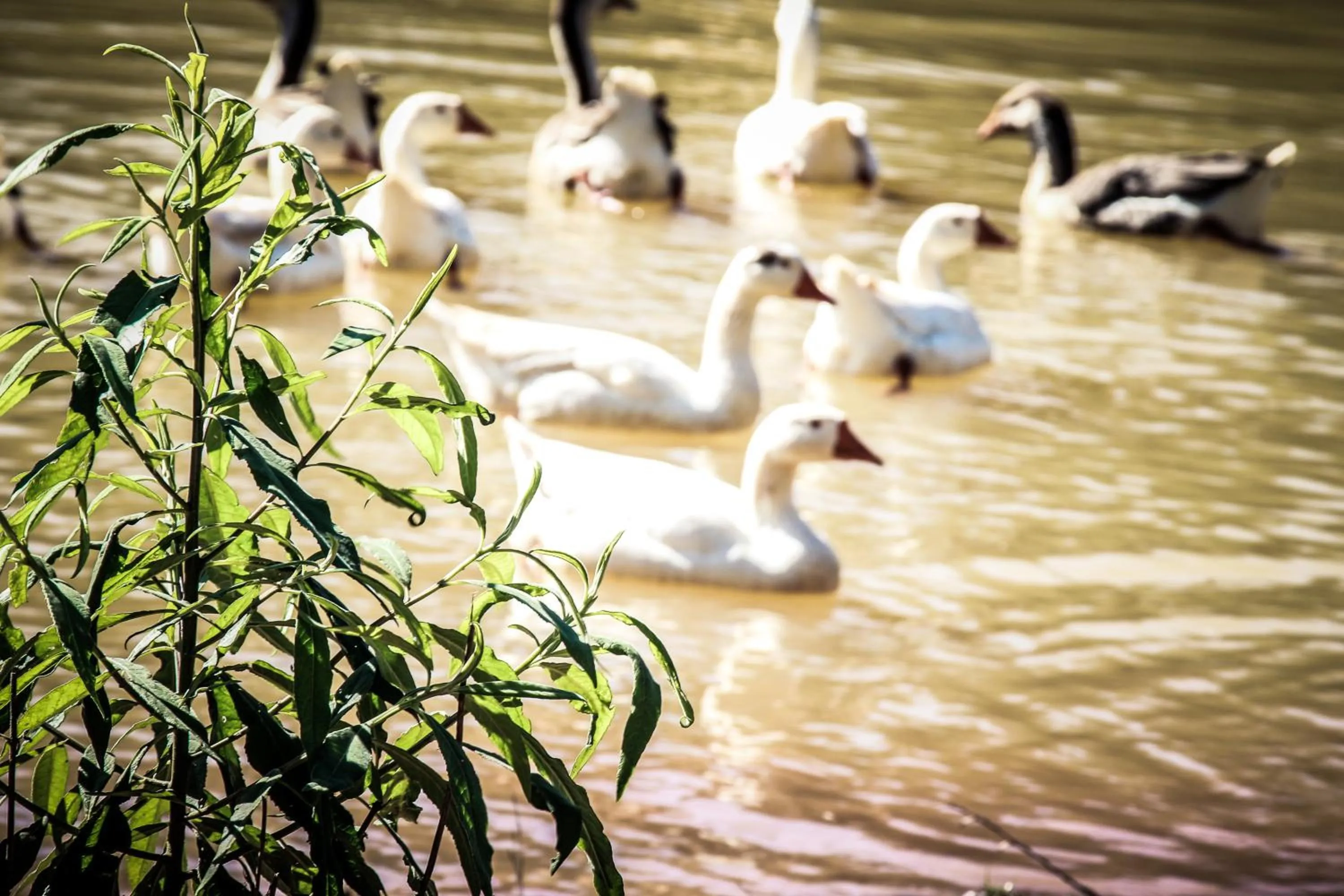 Nearby landmark in Hotel Fazenda Pirâmides