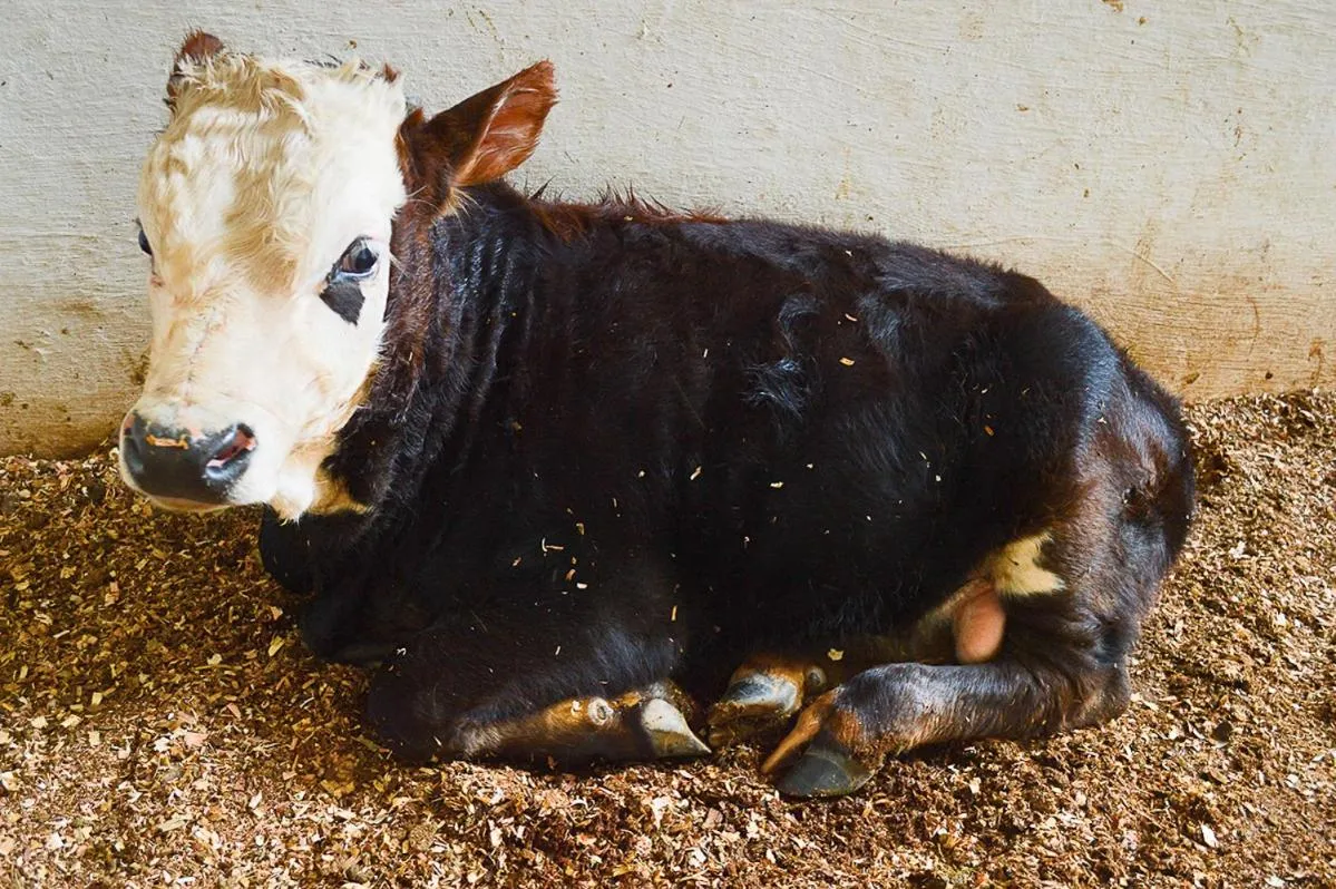 Animals in Hotel Fazenda Pirâmides