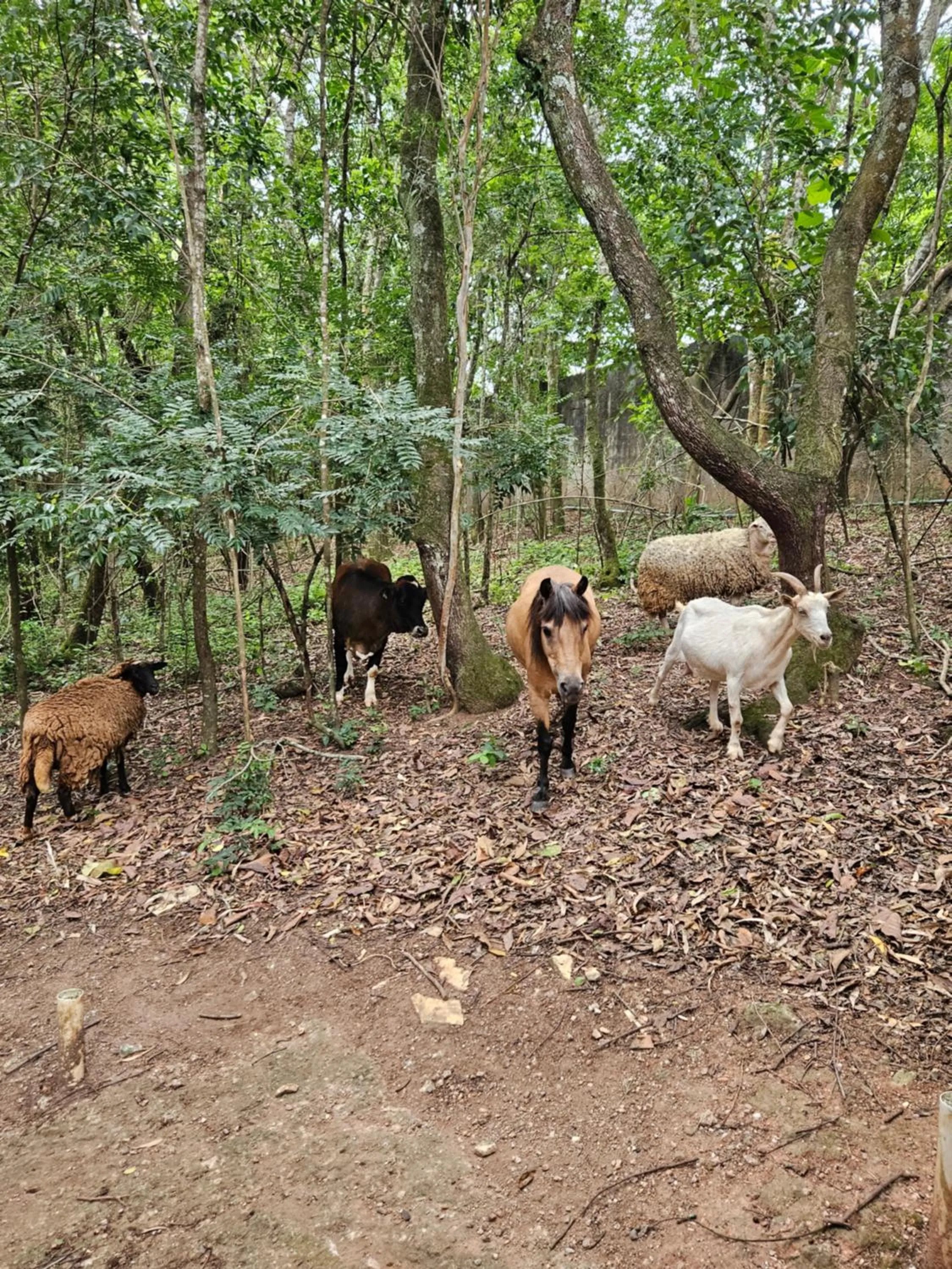 Activities in Hotel Fazenda Pirâmides