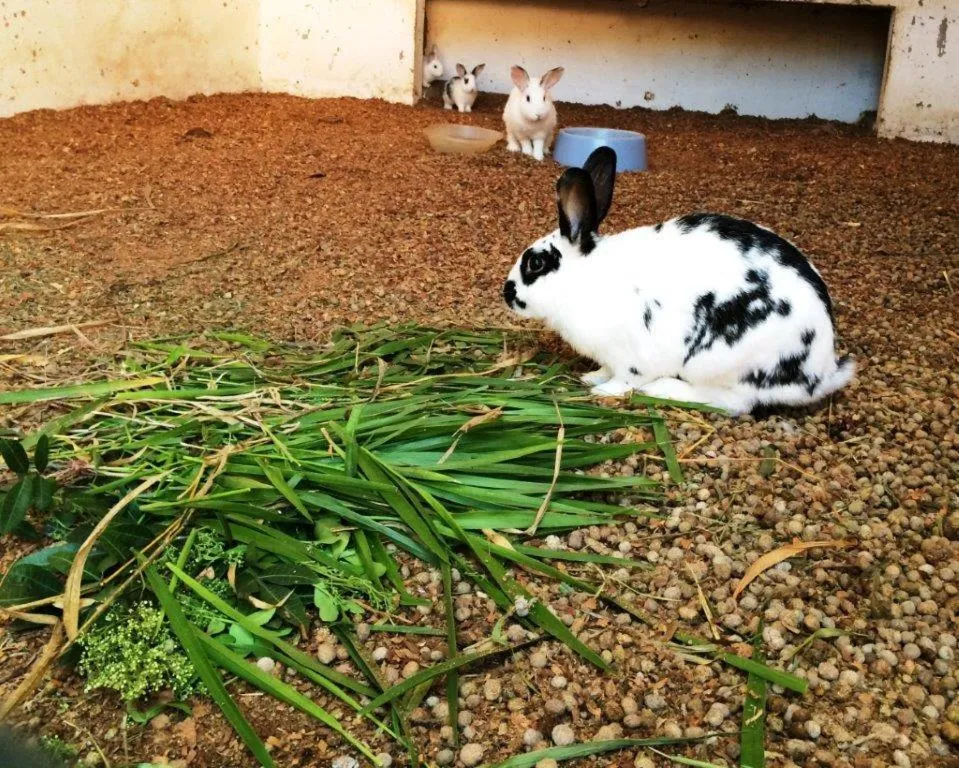 Animals in Hotel Fazenda Pirâmides