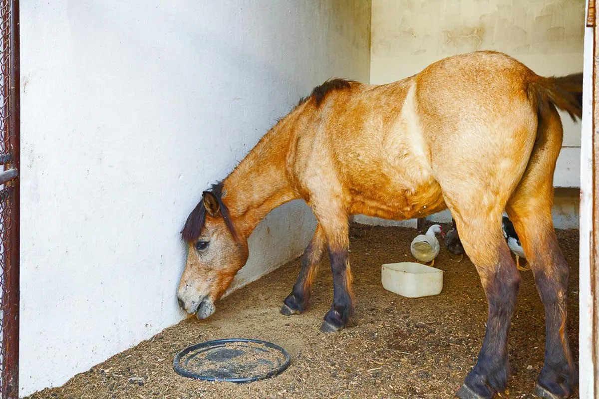 Animals in Hotel Fazenda Pirâmides