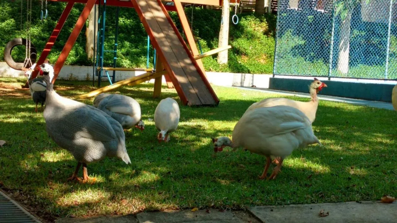 Animals in Hotel Fazenda Pirâmides