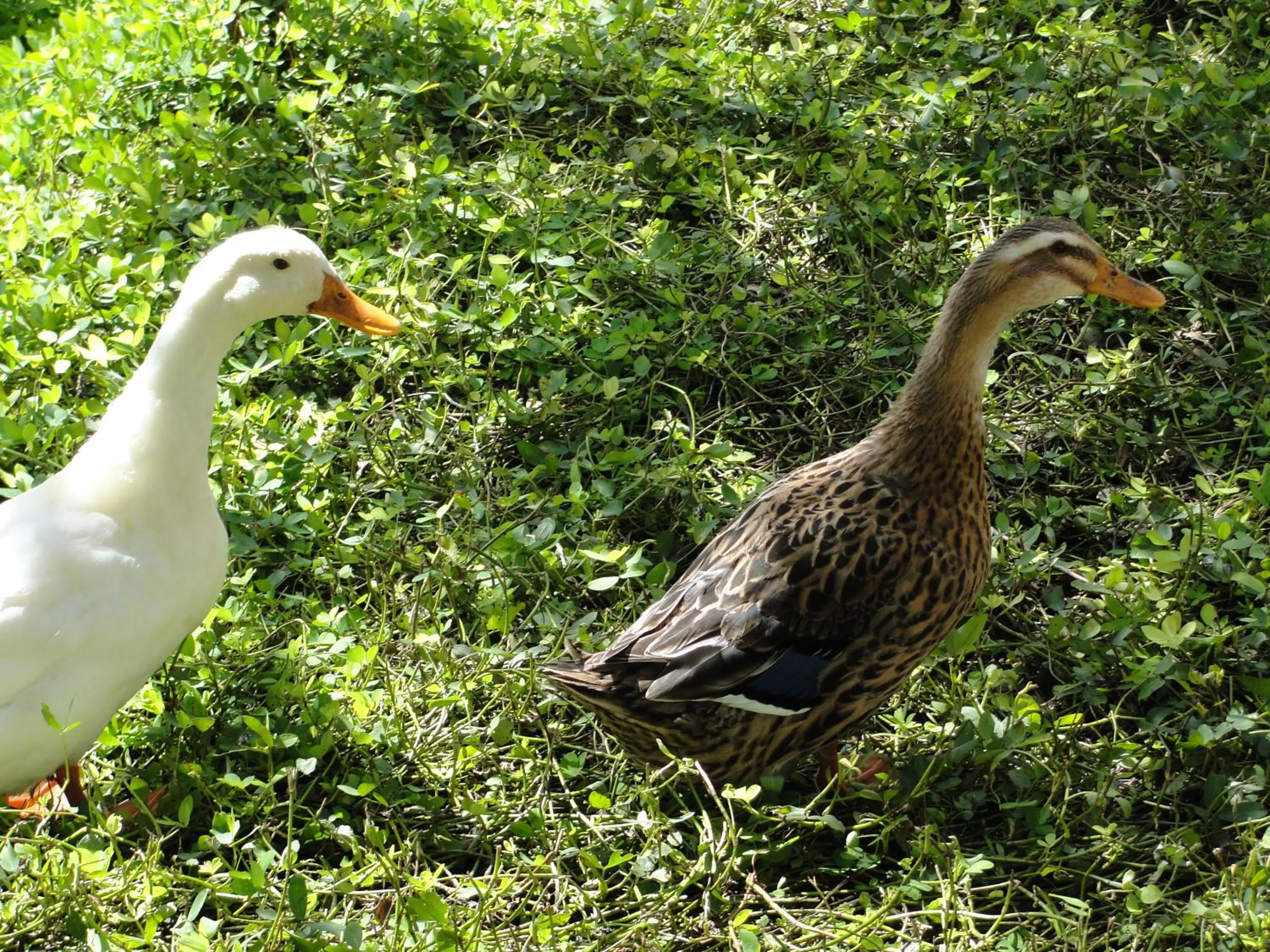 Animals in Hotel Fazenda Pirâmides