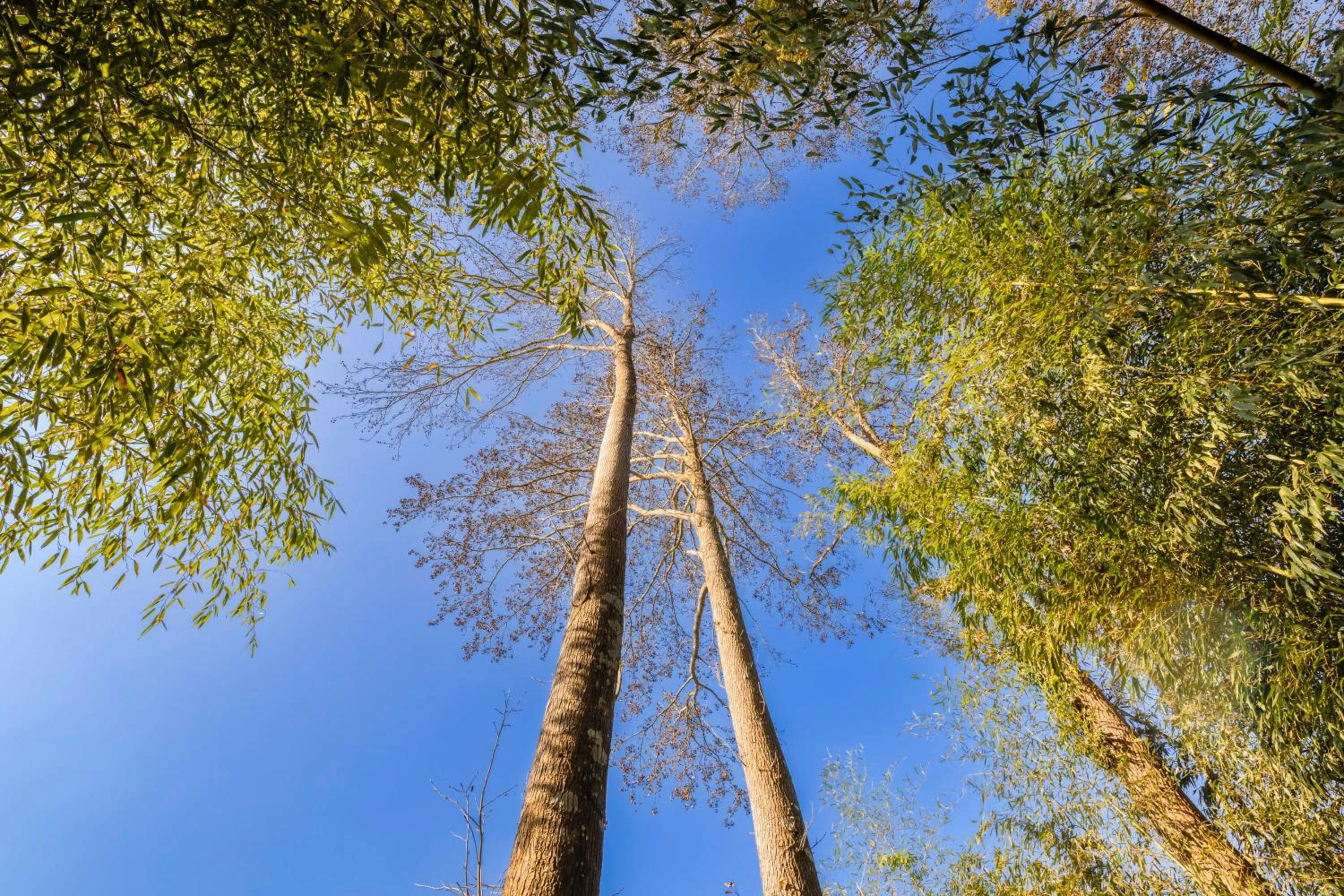 Natural landscape in Grow Tree Glamping