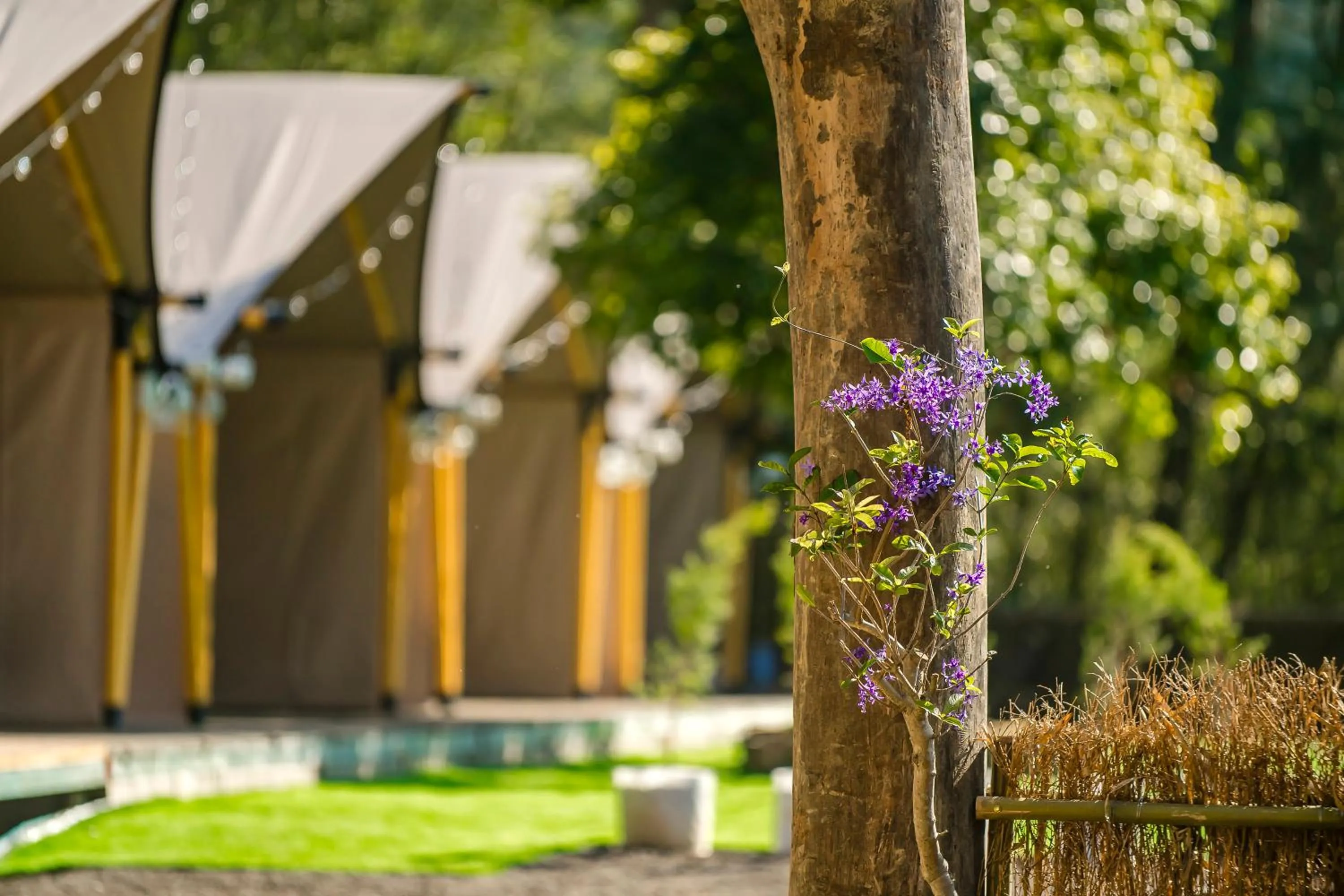 Garden view in Grow Tree Glamping