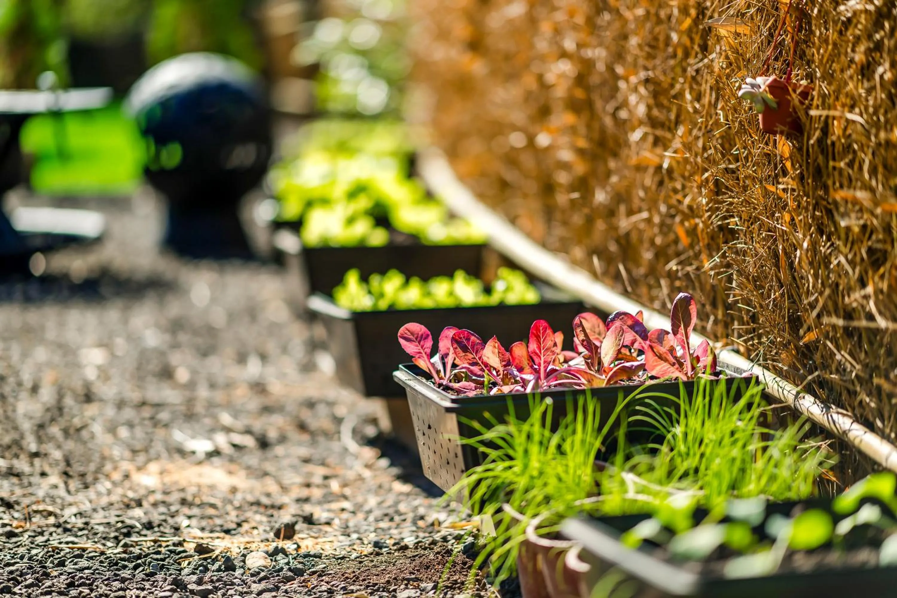 Garden in Grow Tree Glamping