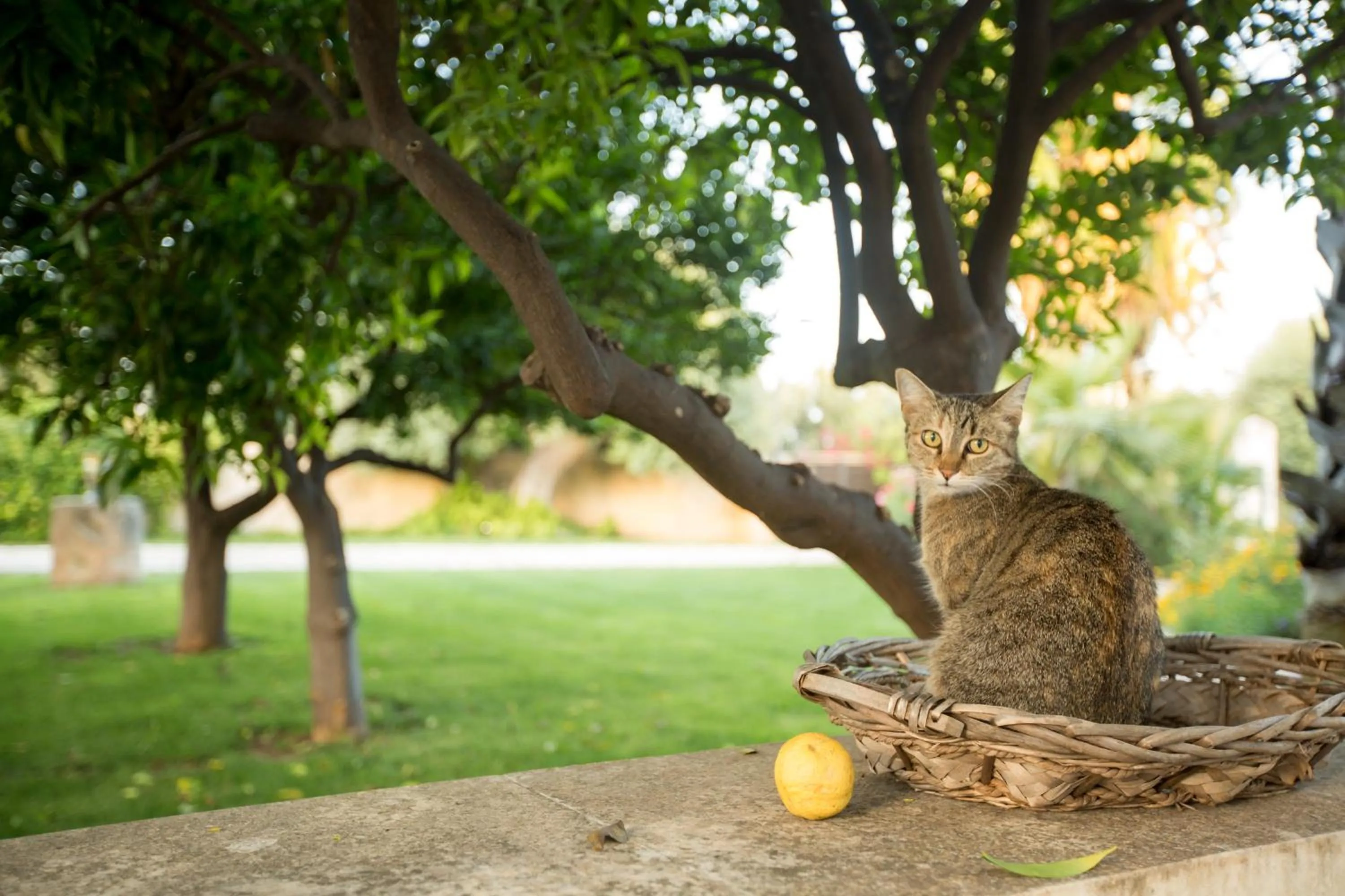 Spring in Casal Sikelio