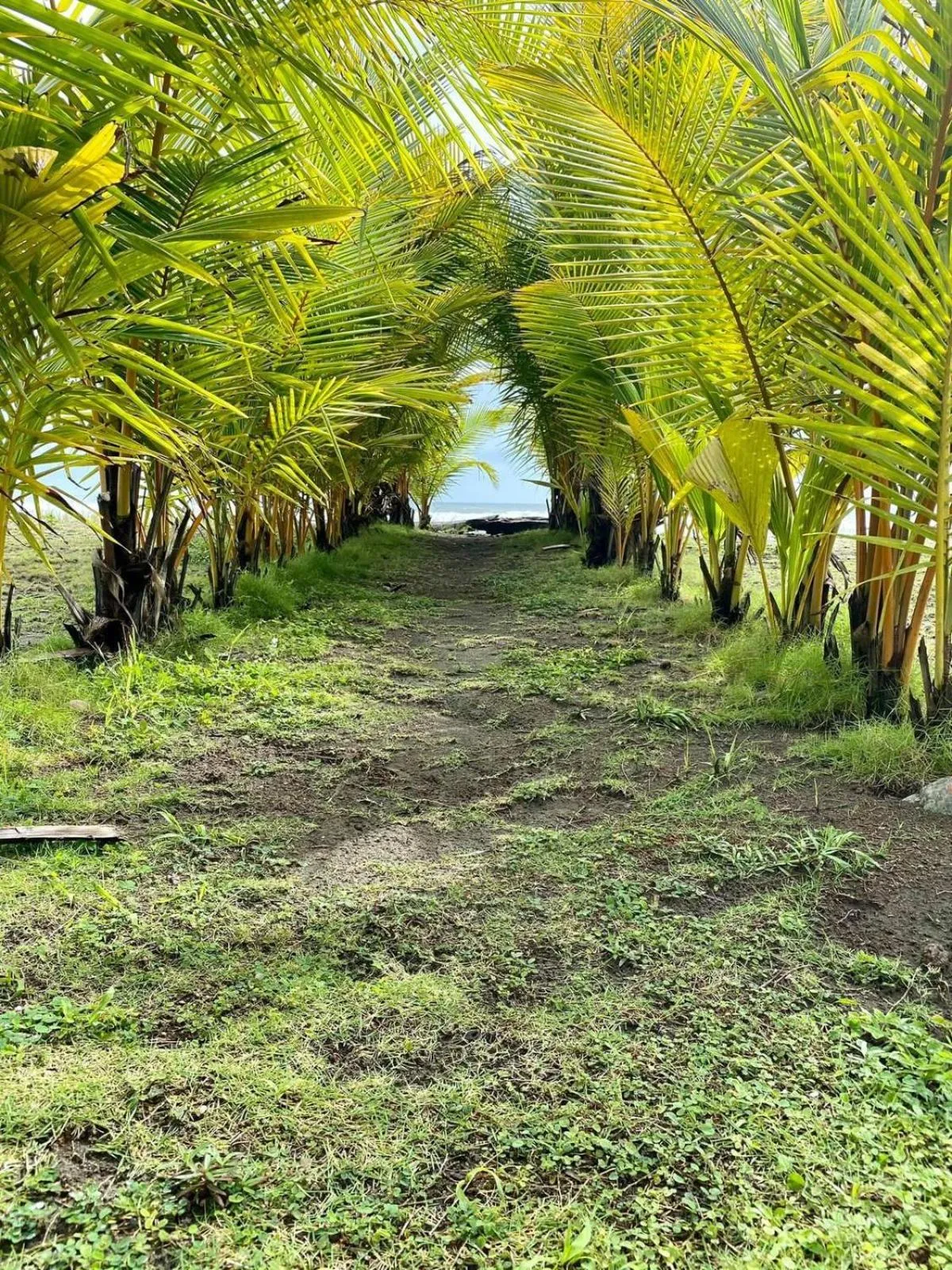 Hotel Delfin Playa Bejuco