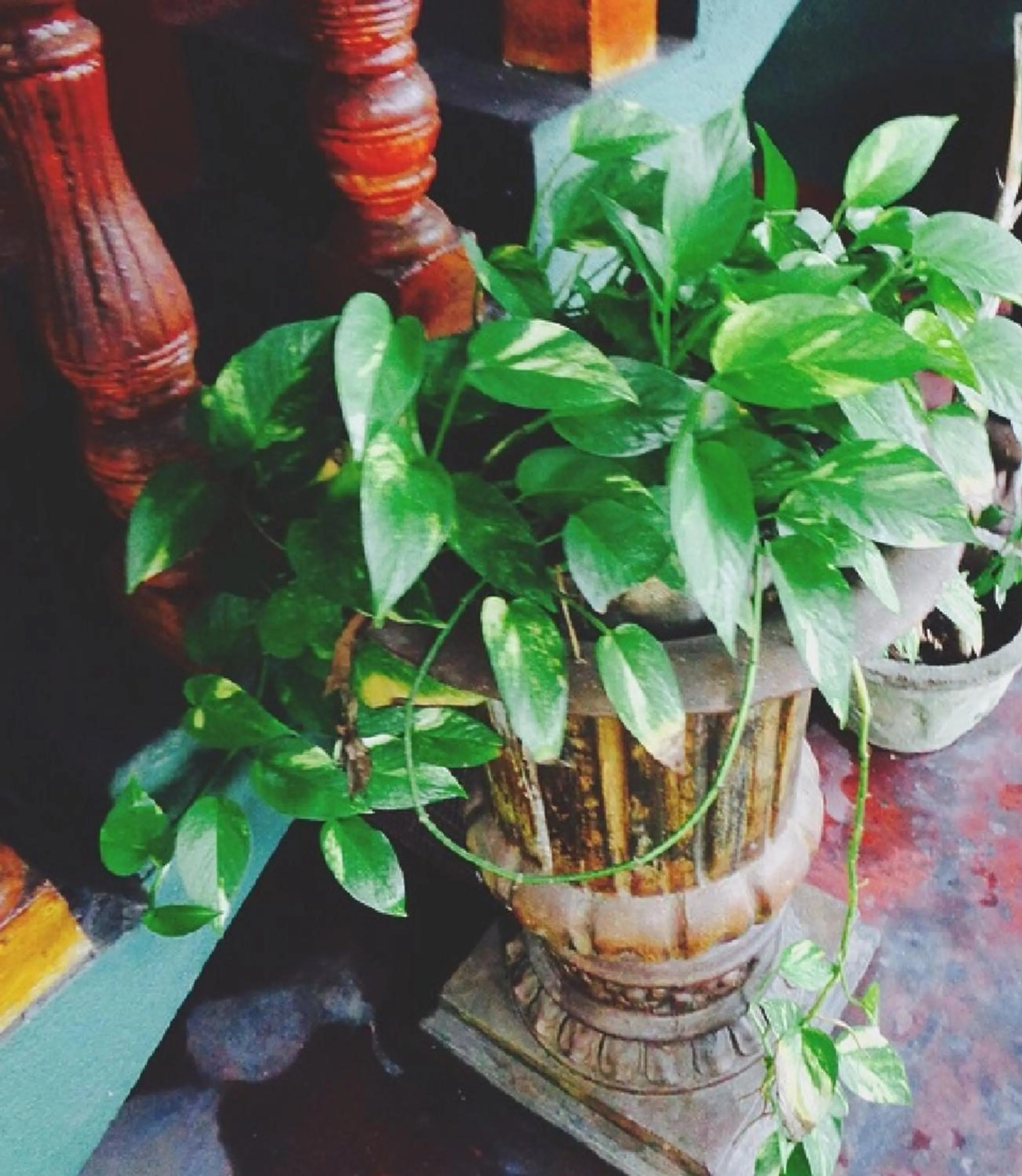 Natural landscape in Casalanka Hotel