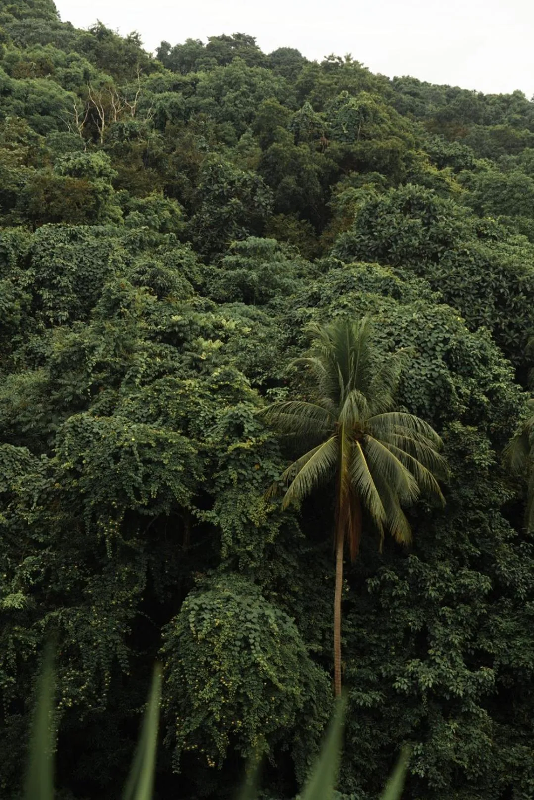 View (from property/room) in El Nido Bayview Resort