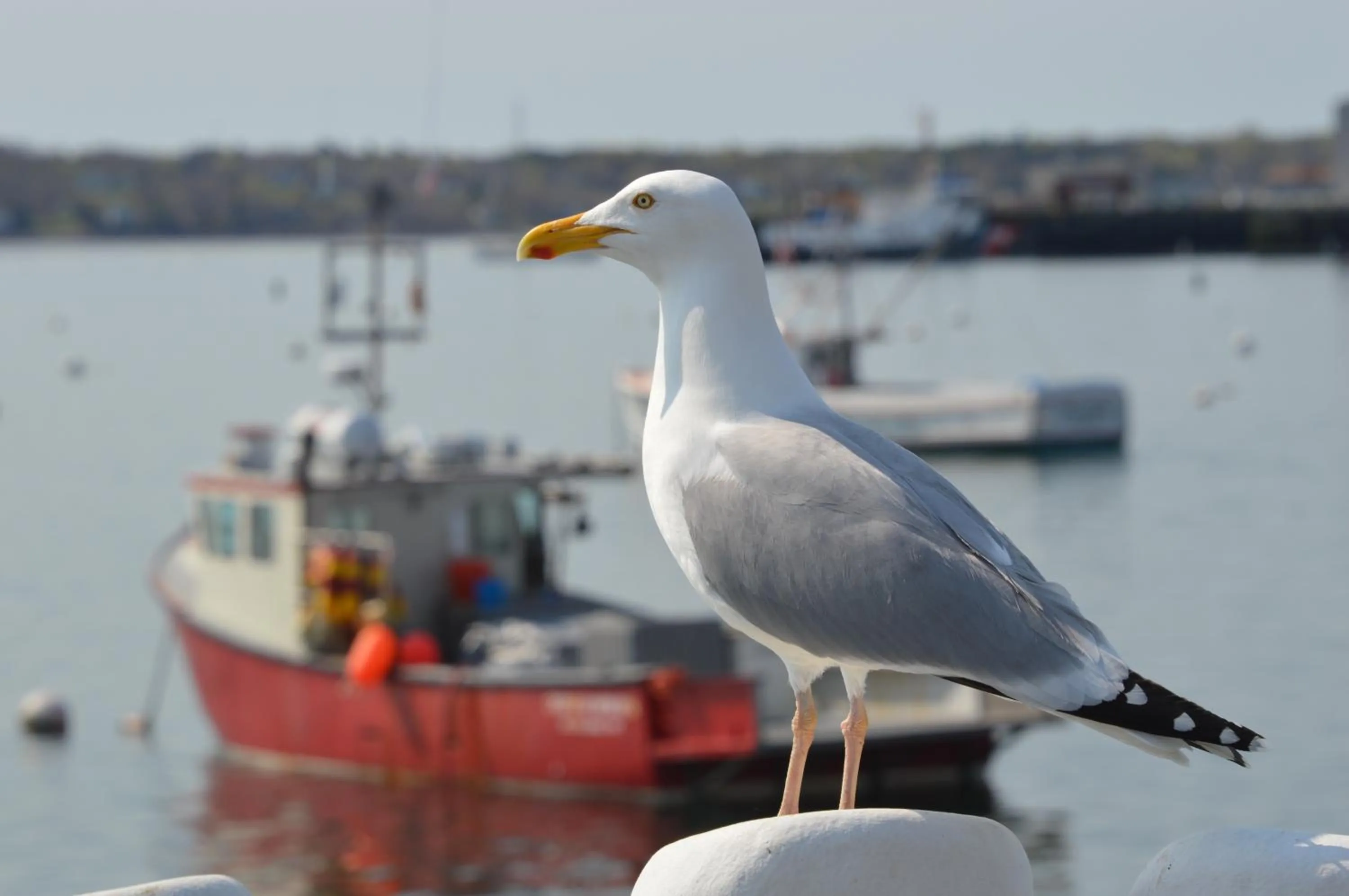 Animals in Rockland Harbor Hotel