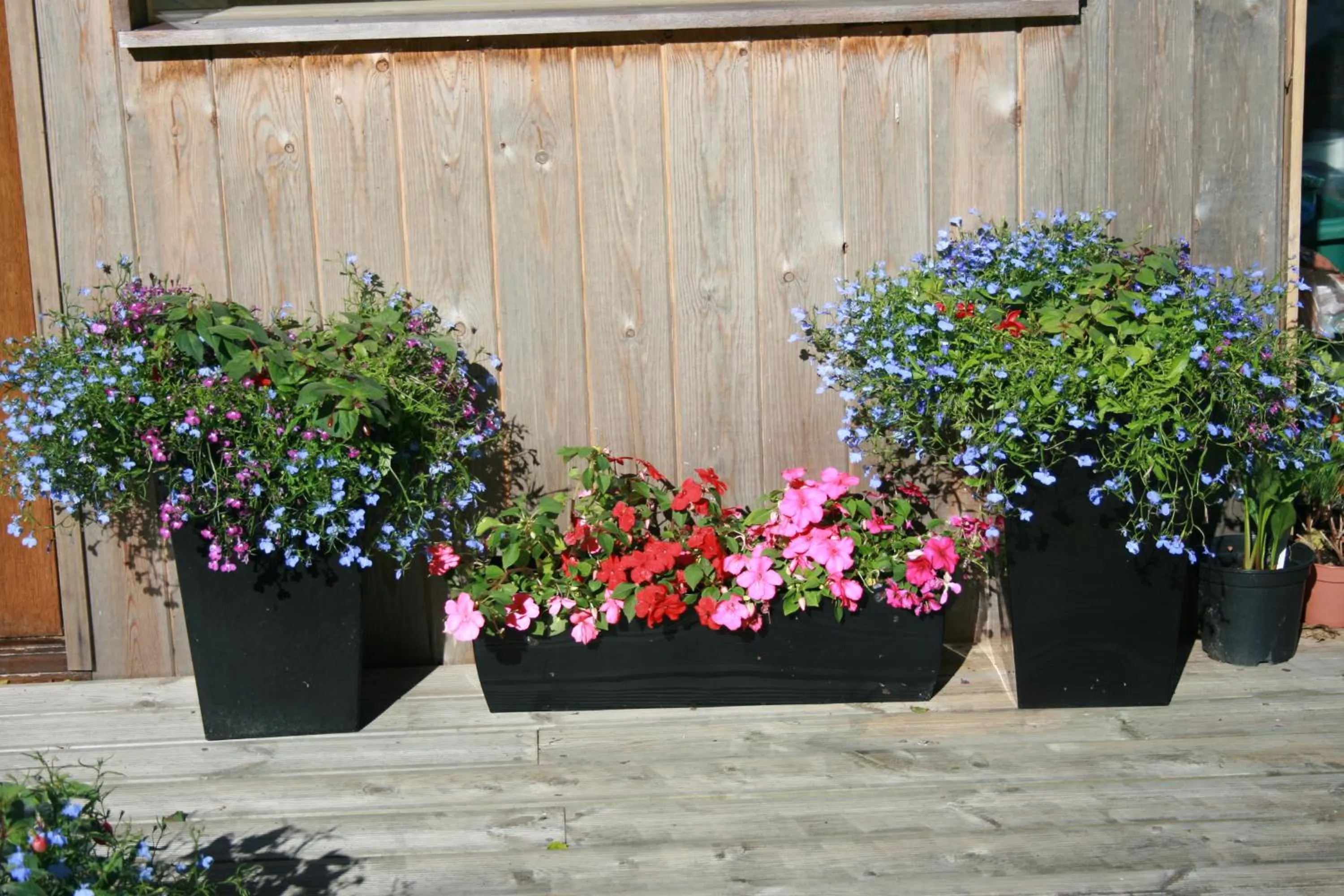 Garden in School House Cottage B&B and tea garden