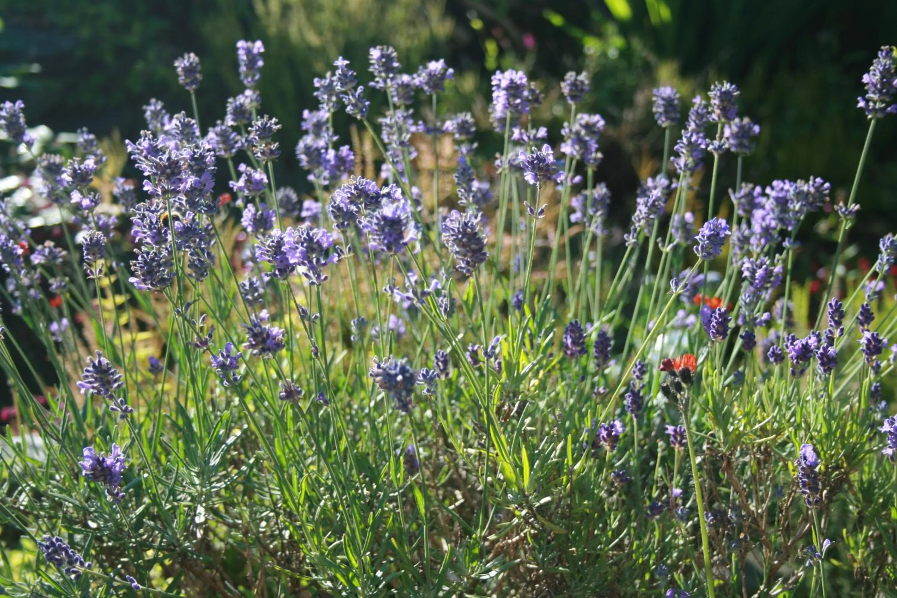 Garden in School House Cottage B&B and tea garden
