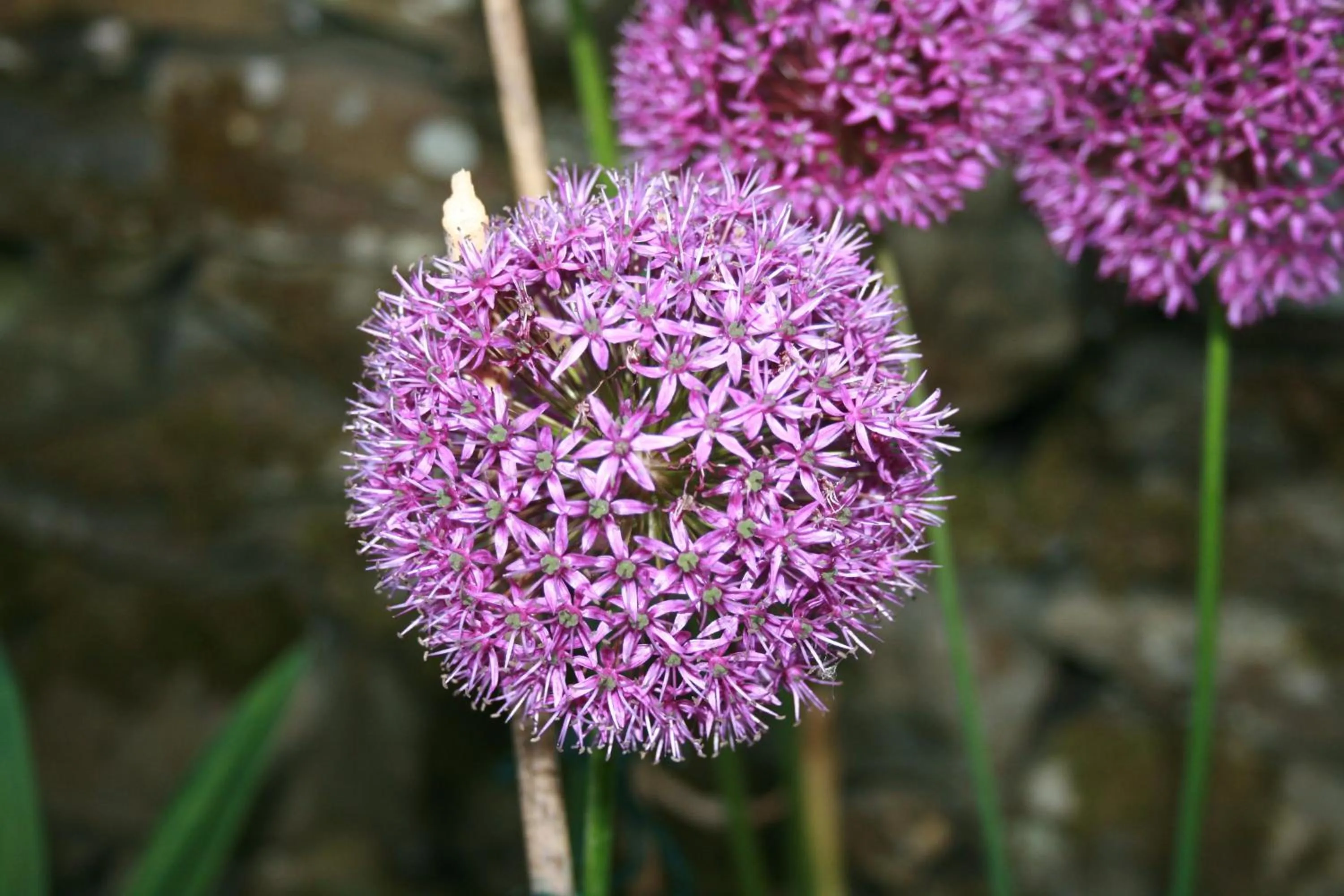Certificate/Award in School House Cottage B&B and tea garden