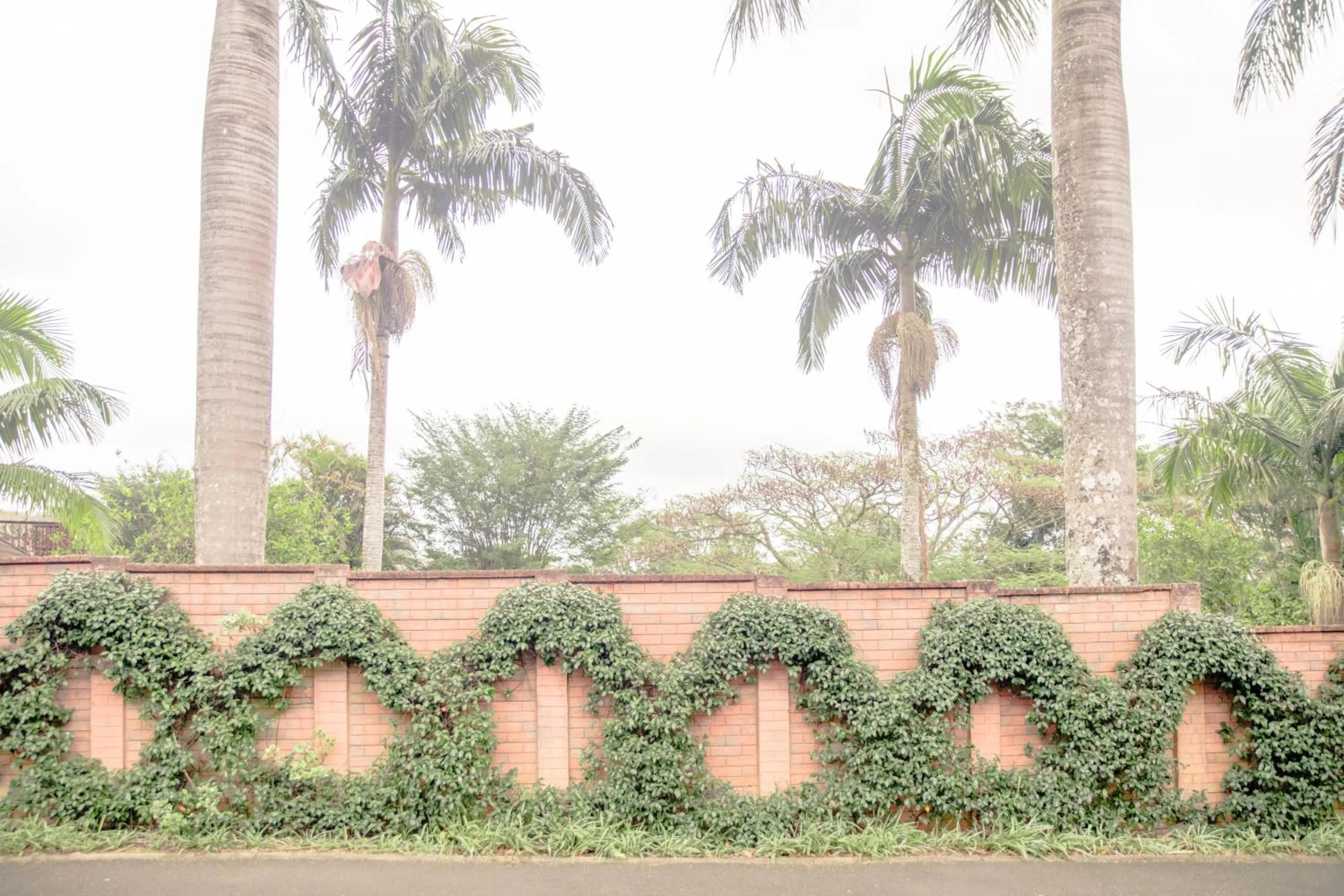 Garden in Birds of Paradise B&B