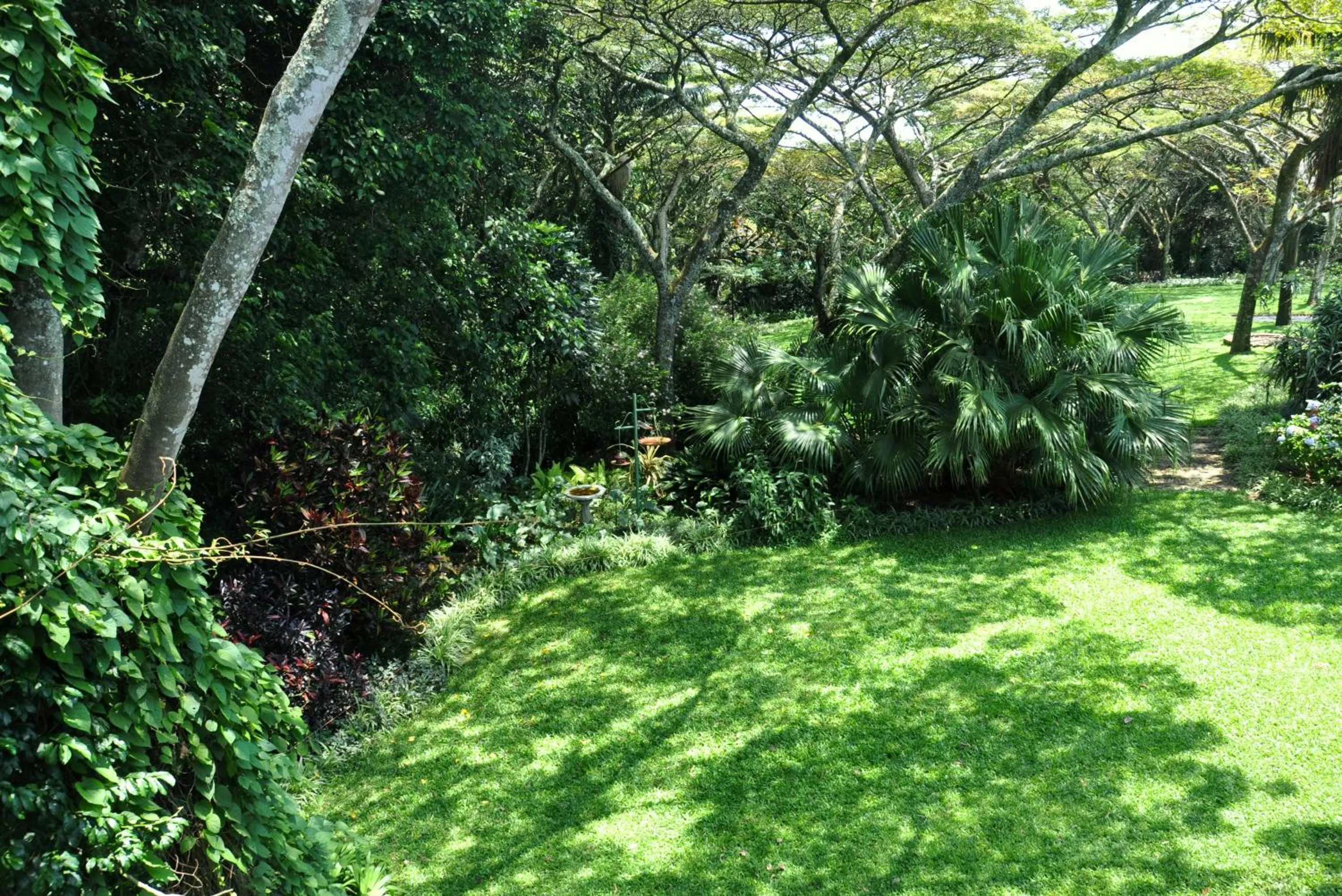 Garden in Birds of Paradise B&B