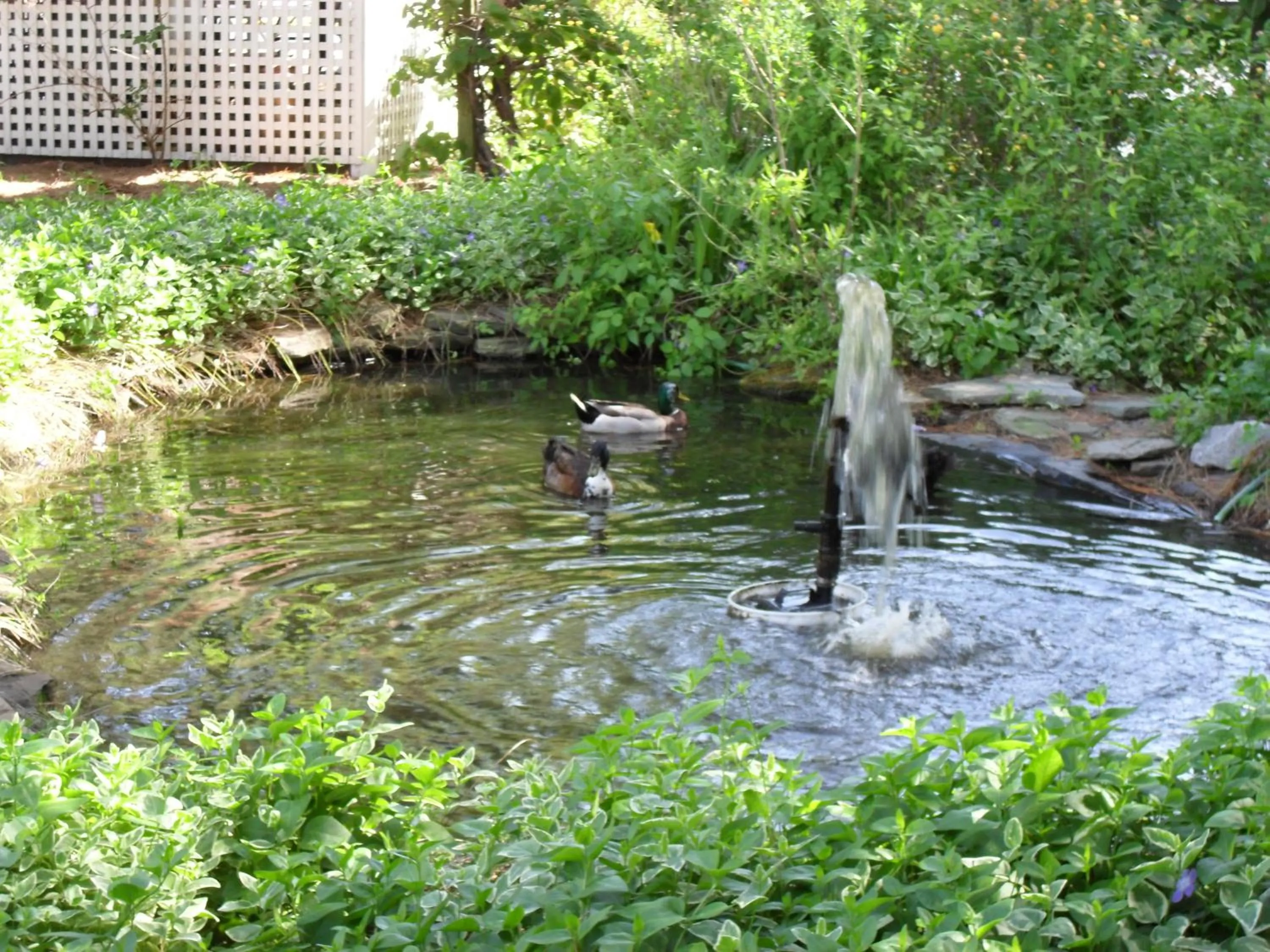 Garden in Island Resort