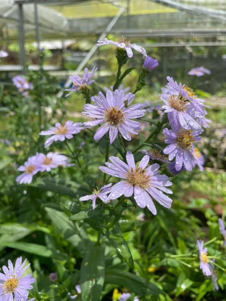 Spring in The Willow Phangan