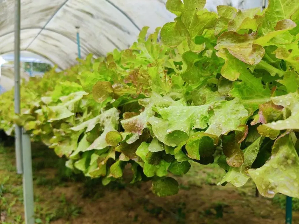 Garden in The Willow Phangan