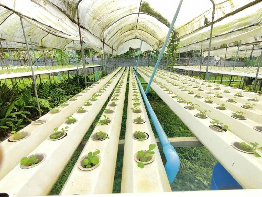 Garden in The Willow Phangan