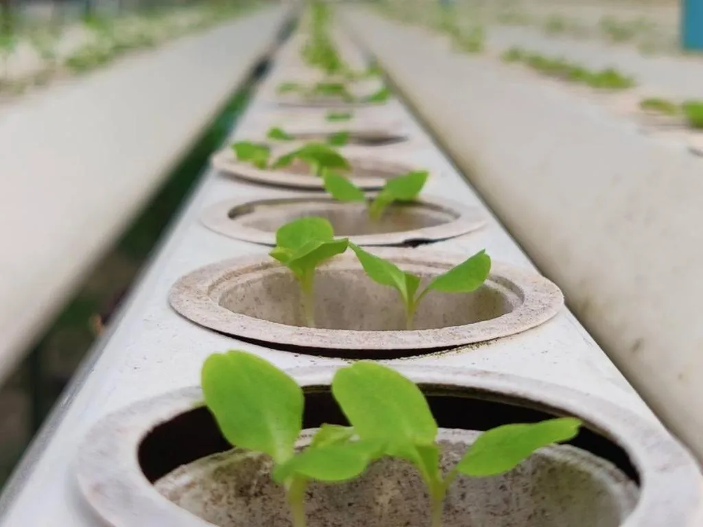 Garden in The Willow Phangan