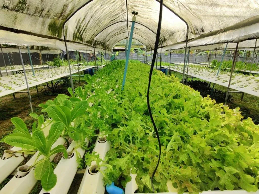 Garden in The Willow Phangan