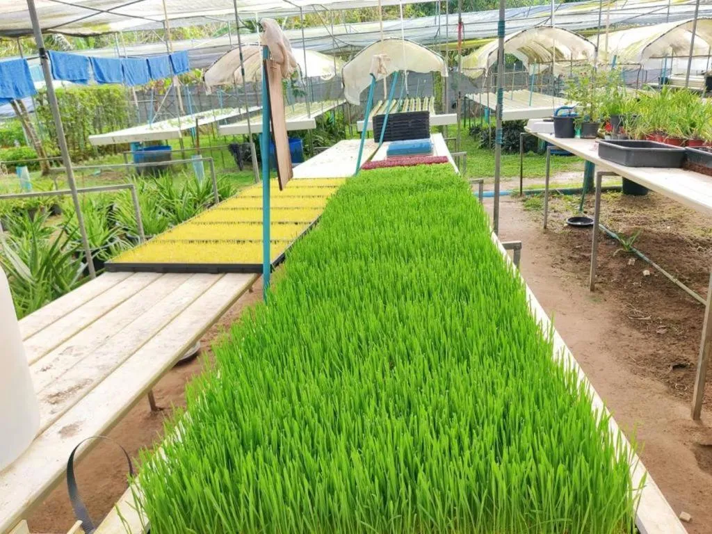 Garden in The Willow Phangan