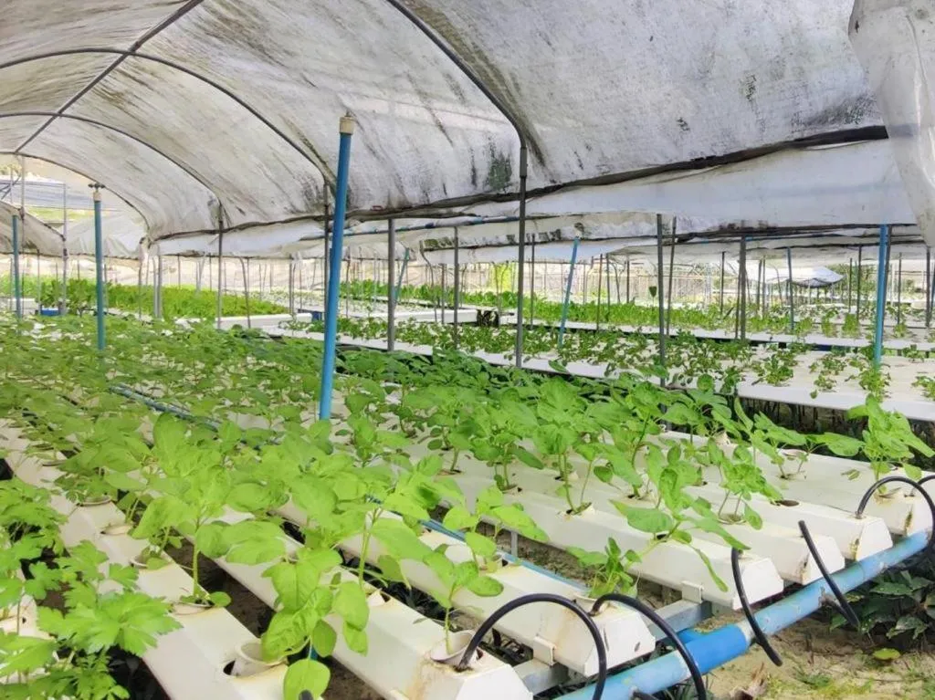 Garden in The Willow Phangan