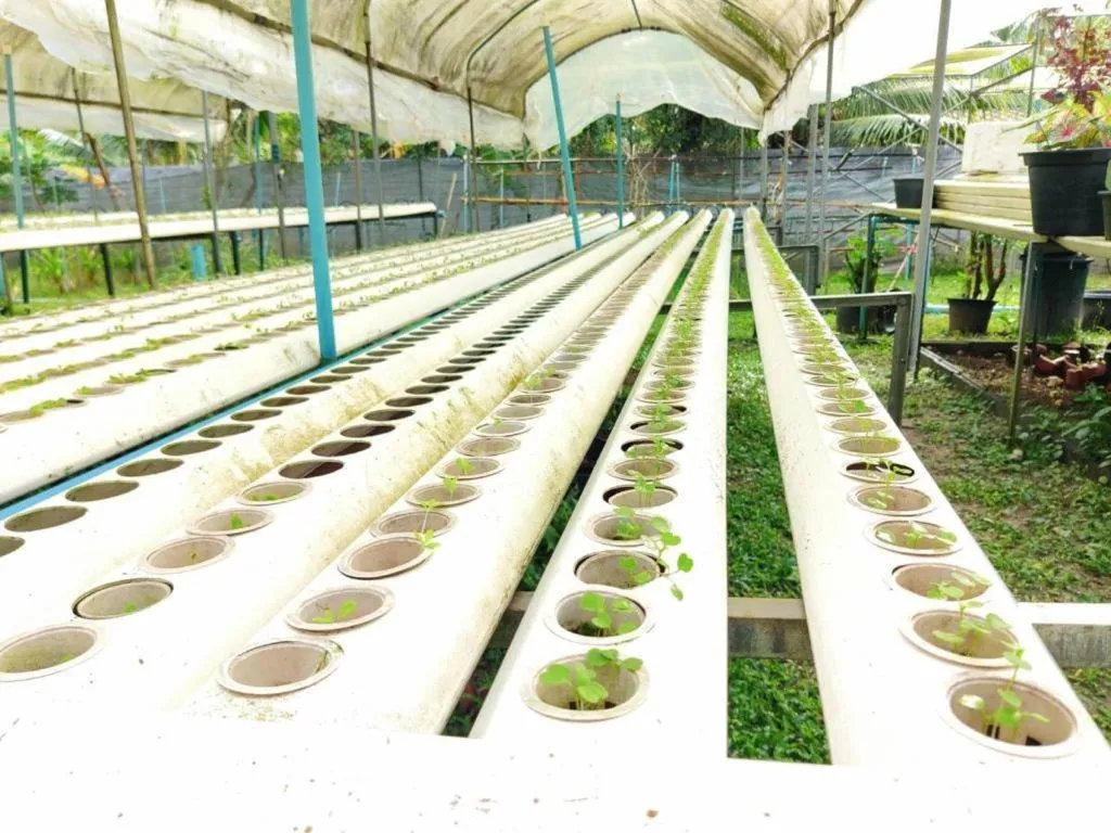 Garden in The Willow Phangan