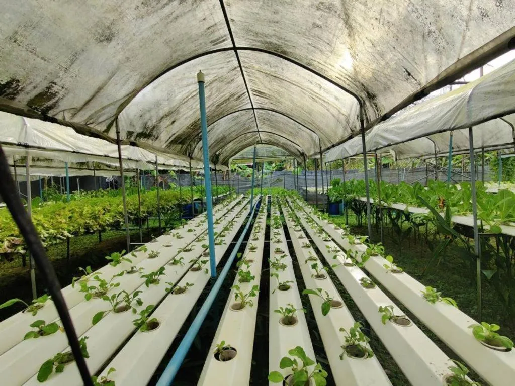 Garden in The Willow Phangan