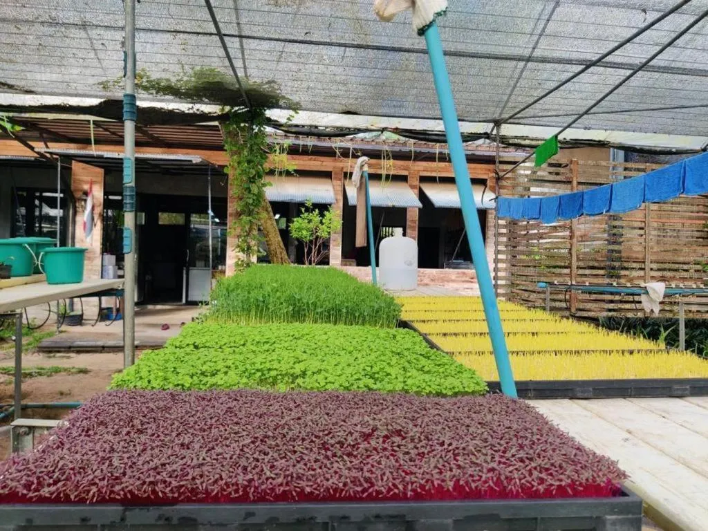 Garden in The Willow Phangan