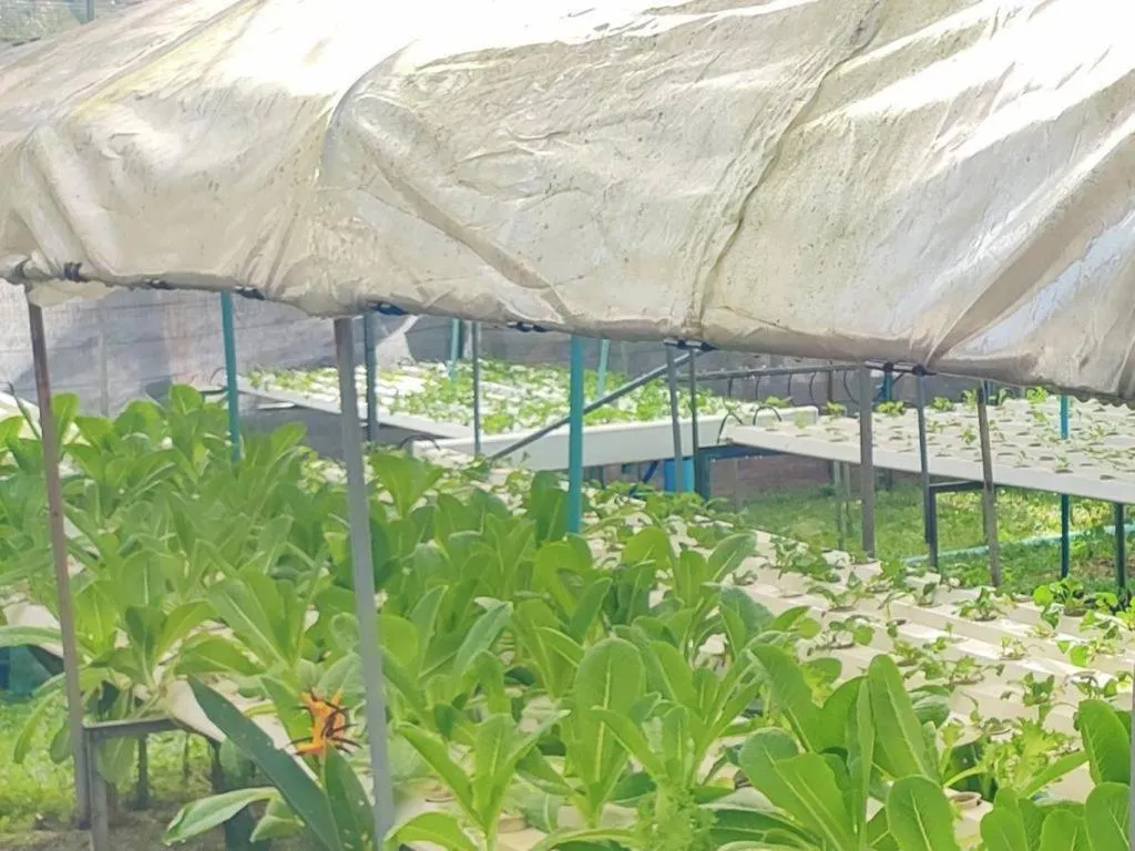 Garden in The Willow Phangan