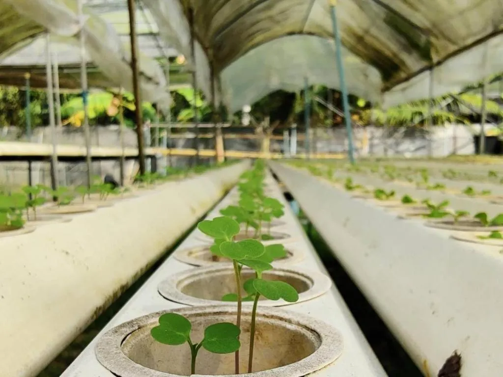 Garden in The Willow Phangan