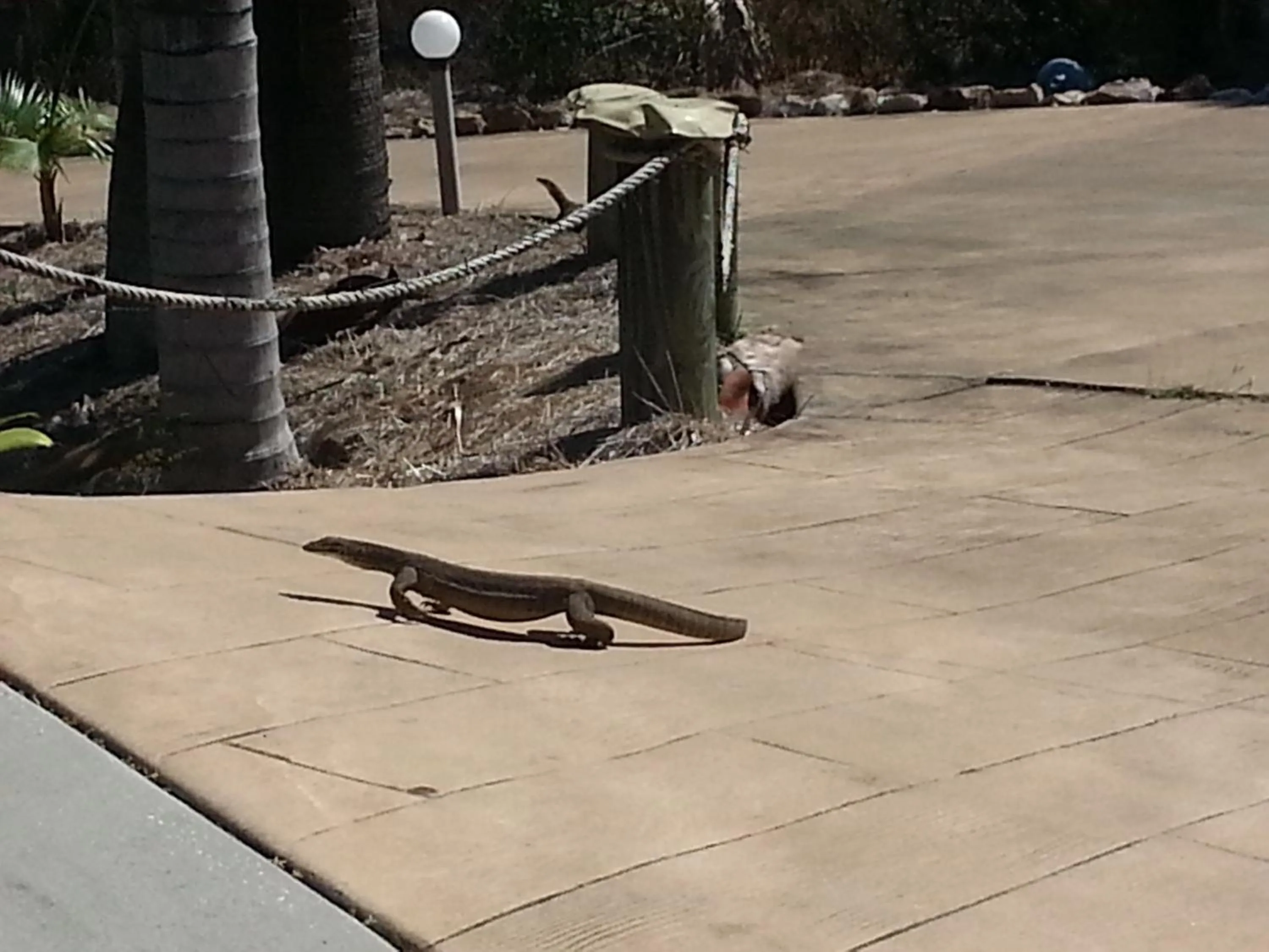 Pets in Escape 1770 Motel - No Kids - NO SMOKING - No Partying