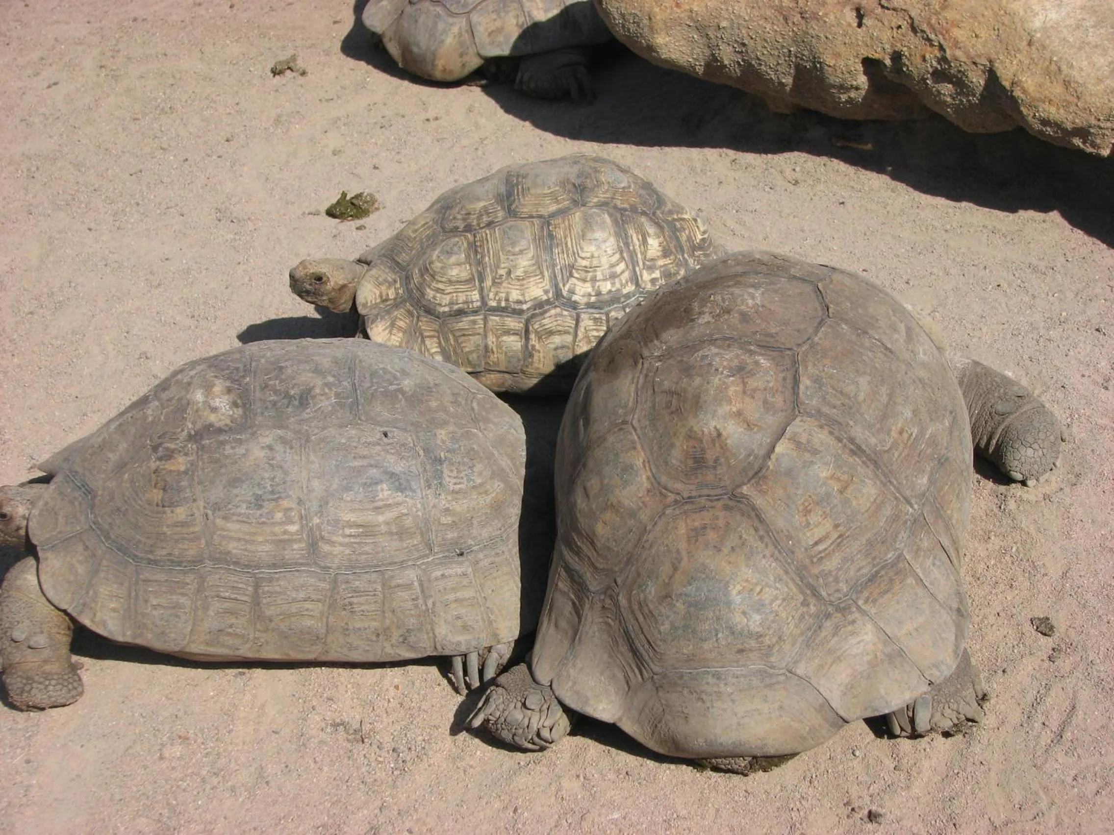 Animals in Skilpadvlei Wine Farm