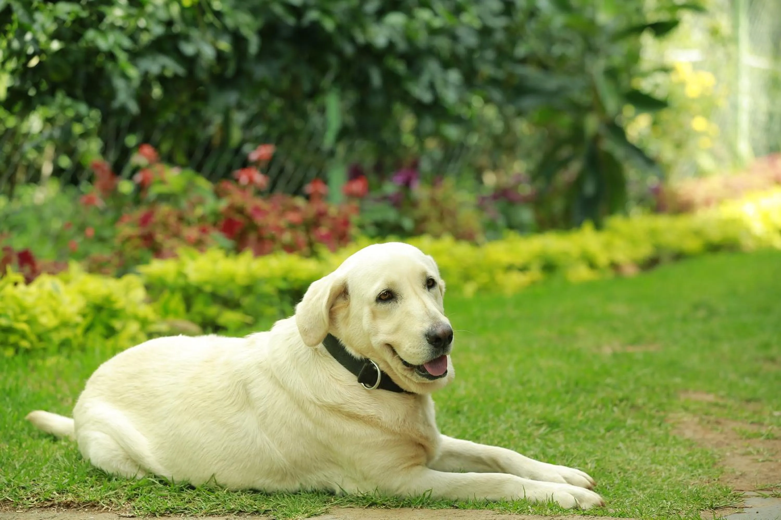 Pets in Sunvalley Homestay