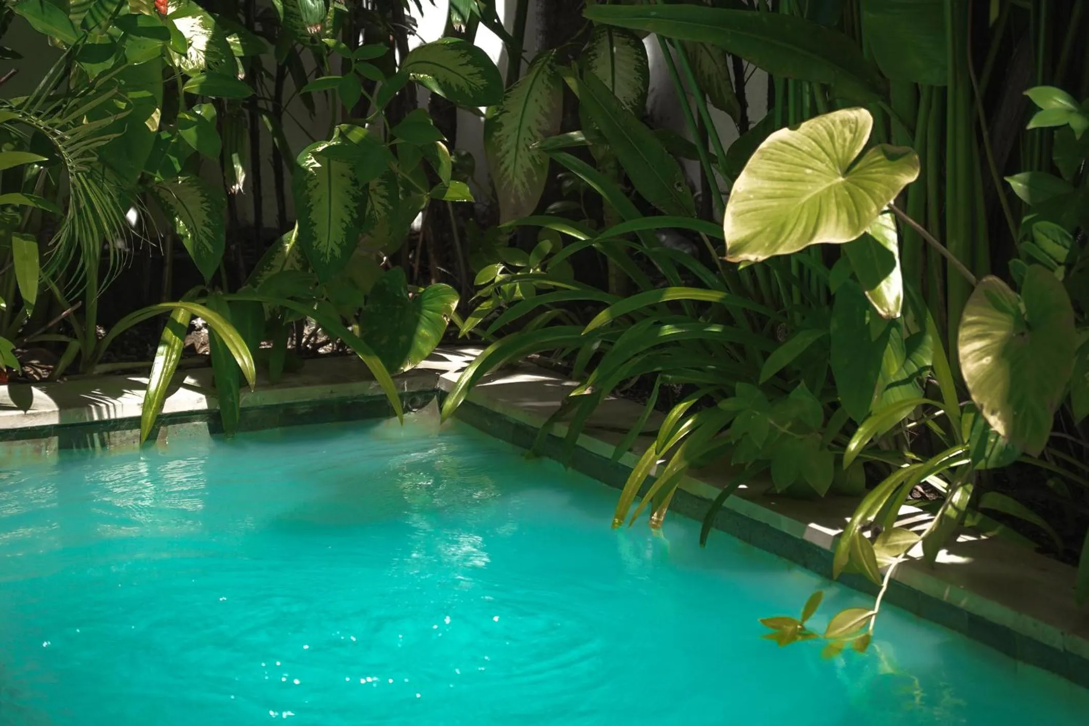 Garden in Premier Umalas Villas